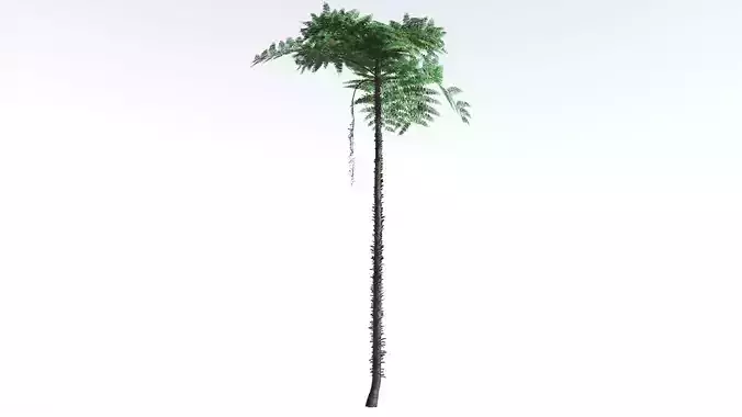 EVERYPlant Black Tree Fern LowPoly 3 --16 Models-- Low-poly 3D model