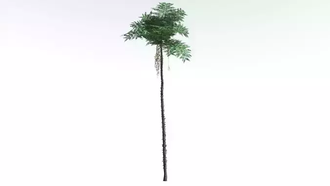 EVERYPlant Black Tree Fern LowPoly 4 --16 Models-- Low-poly 3D model