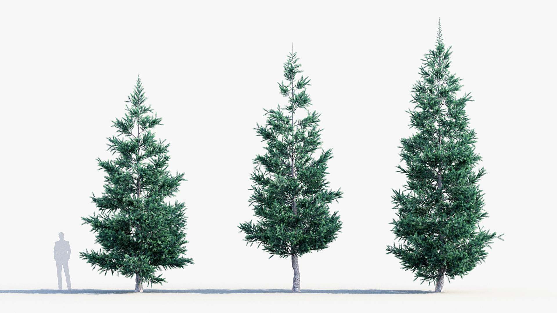 Plant Package 02 Pine 3D model_53