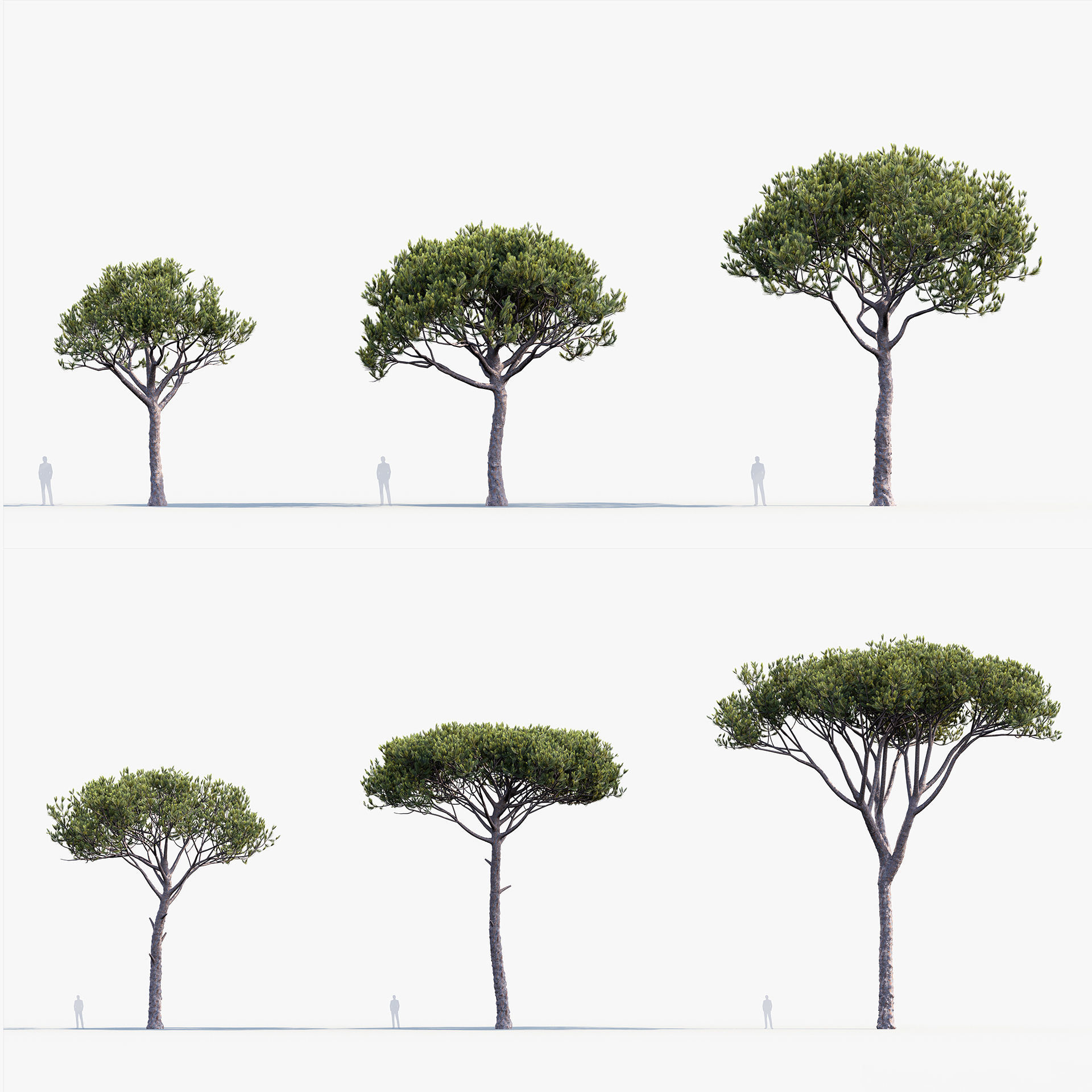 Plant Package 02 Pine 3D model_21