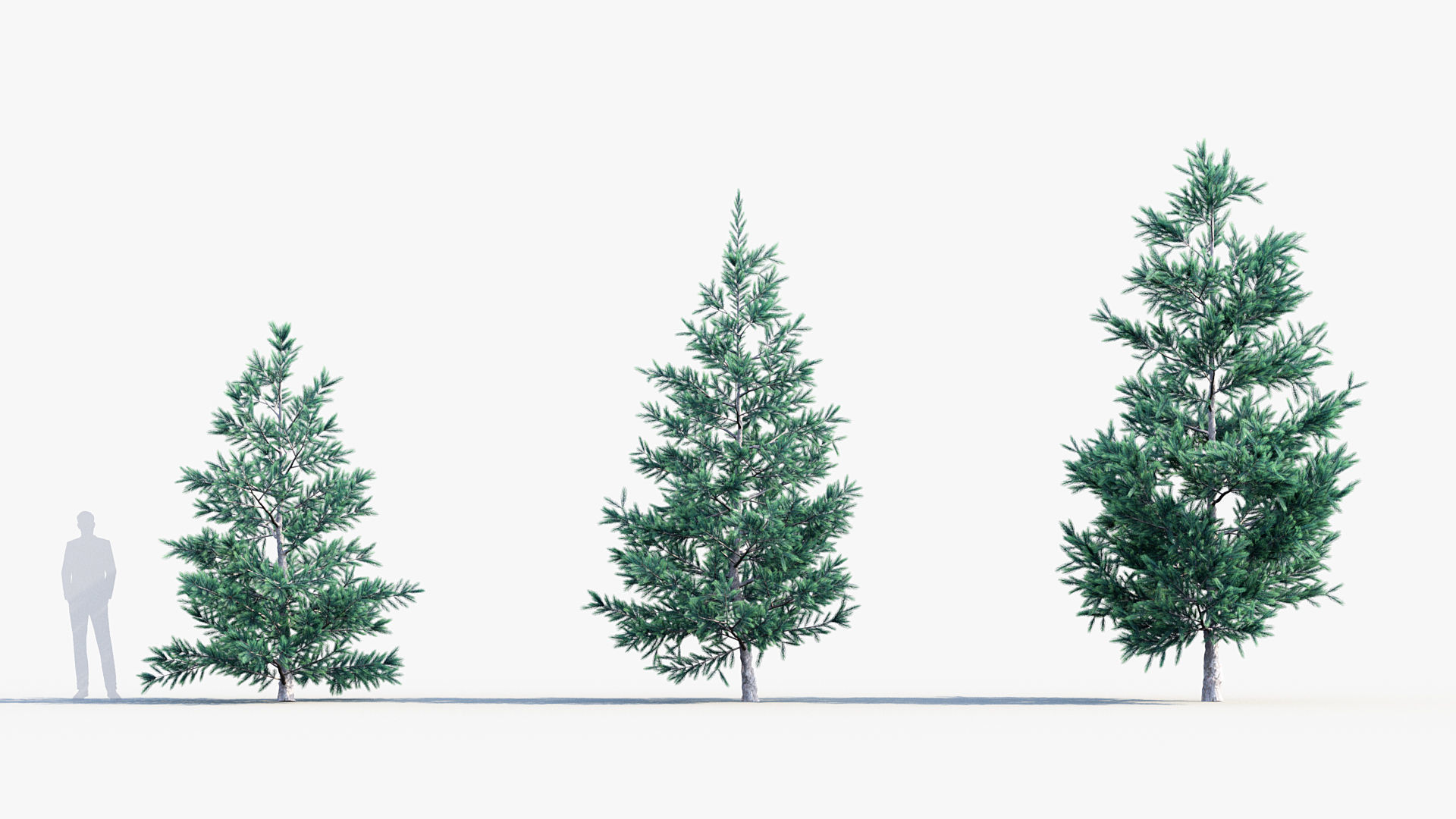 Plant Package 02 Pine 3D model_52