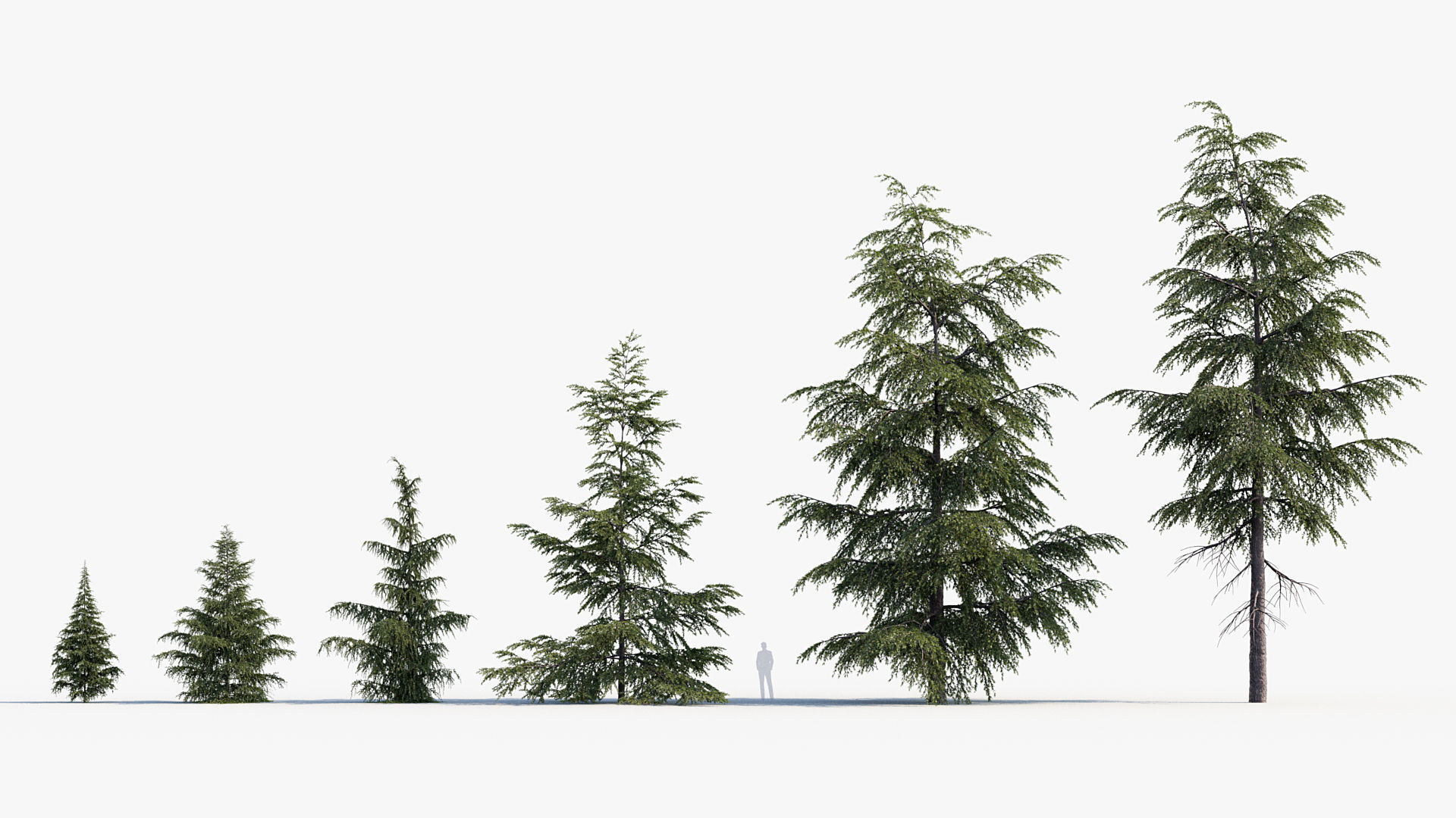 Plant Package 02 Pine 3D model_9