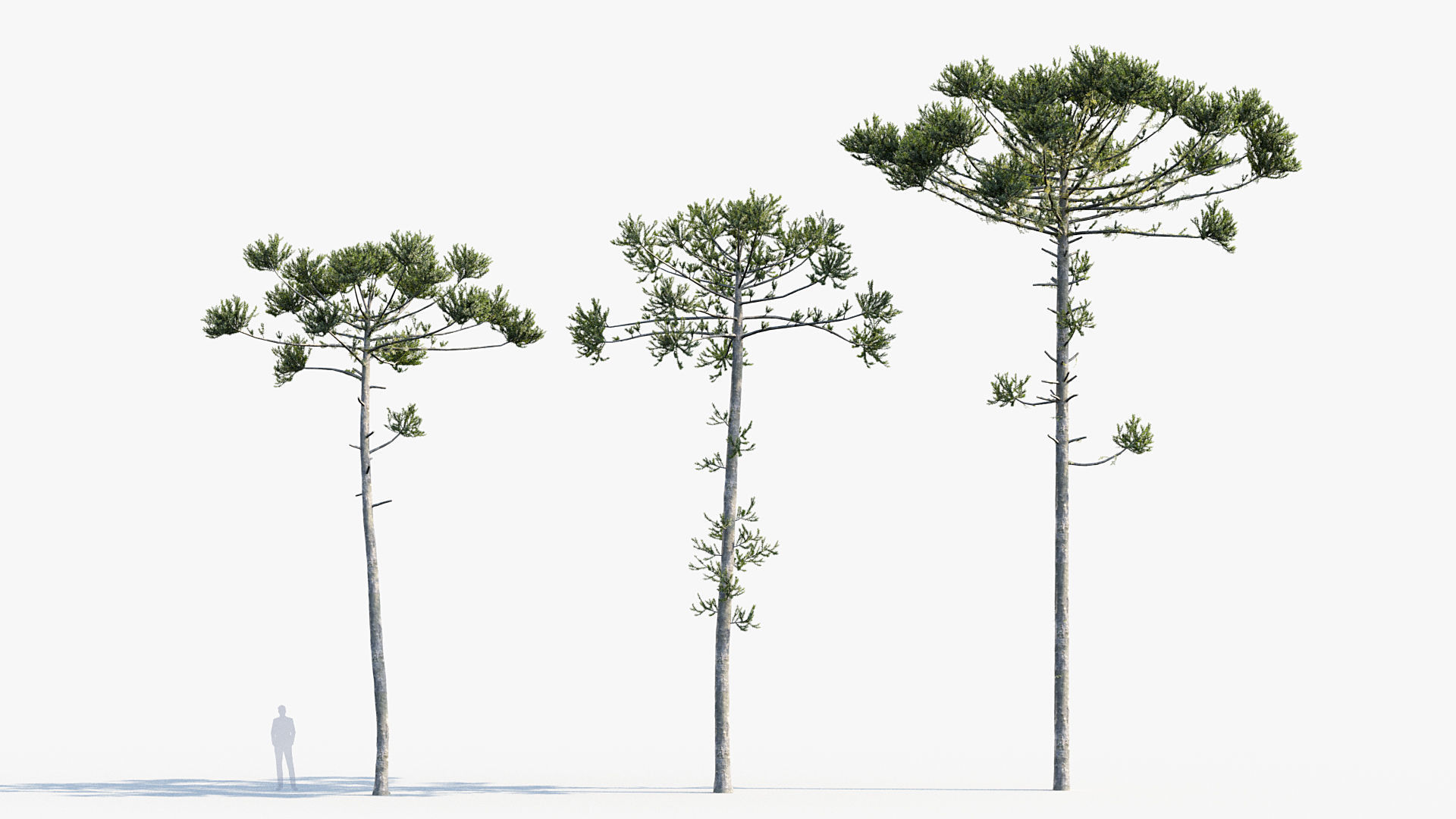 Plant Package 02 Pine 3D model_3