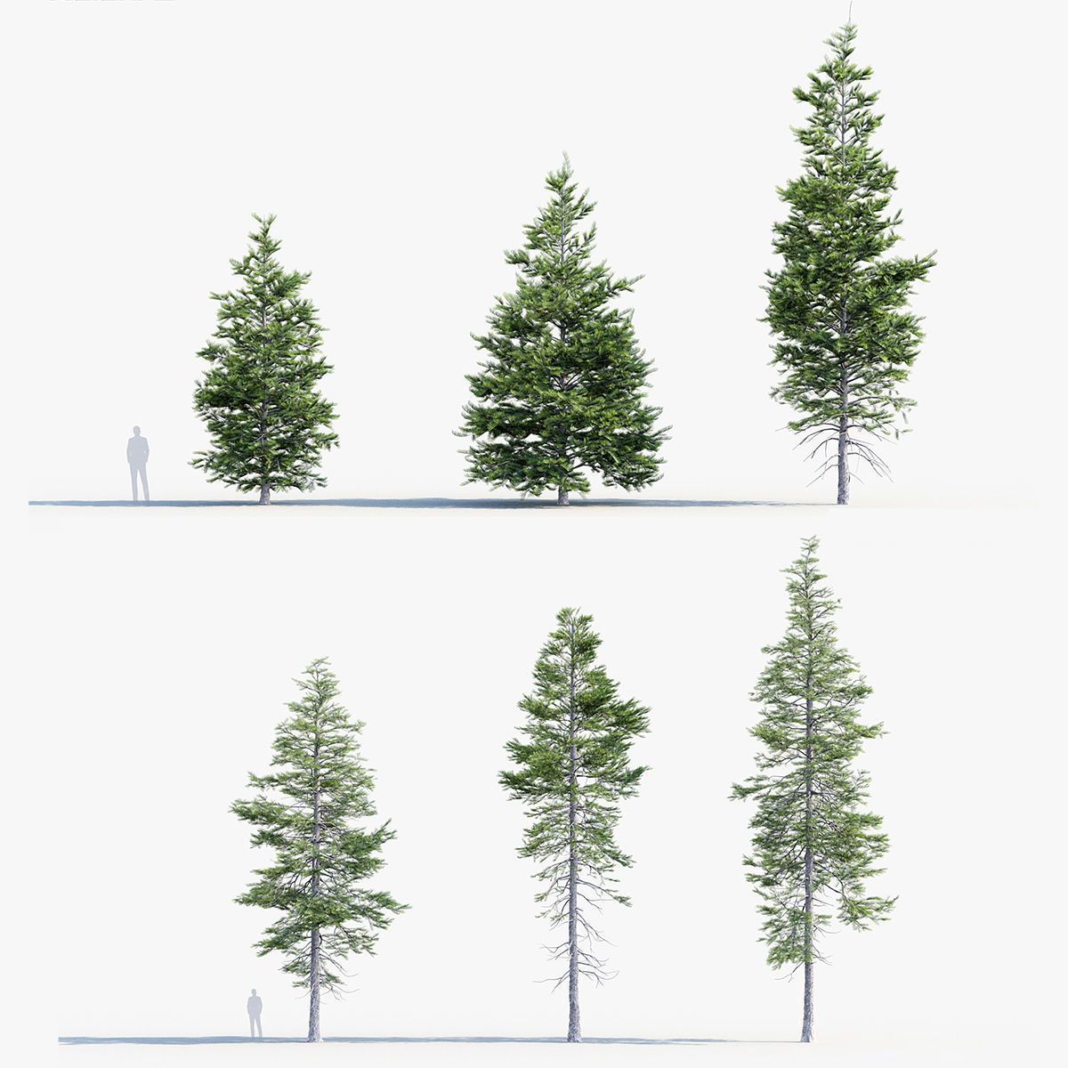 Plant Package 02 Pine 3D model_70