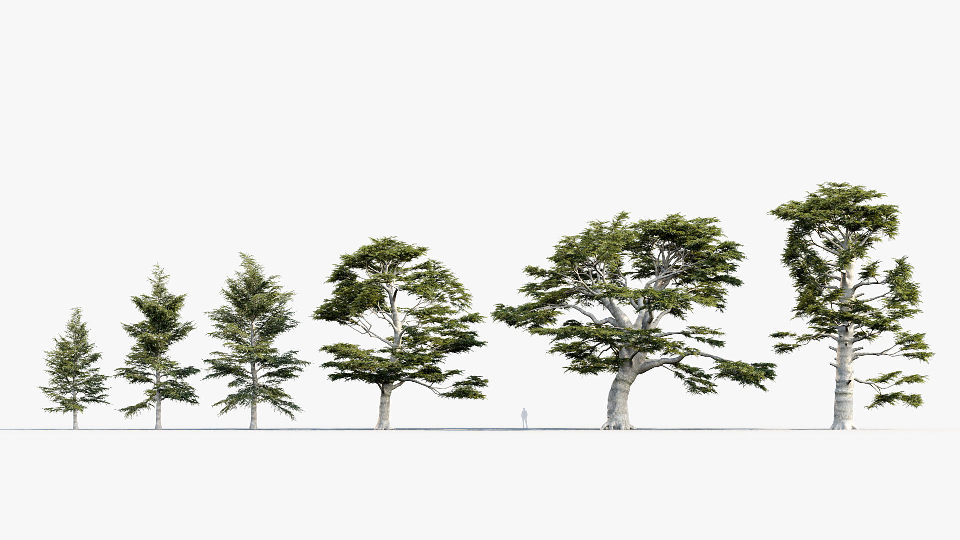 Plant Package 02 Pine 3D model_37