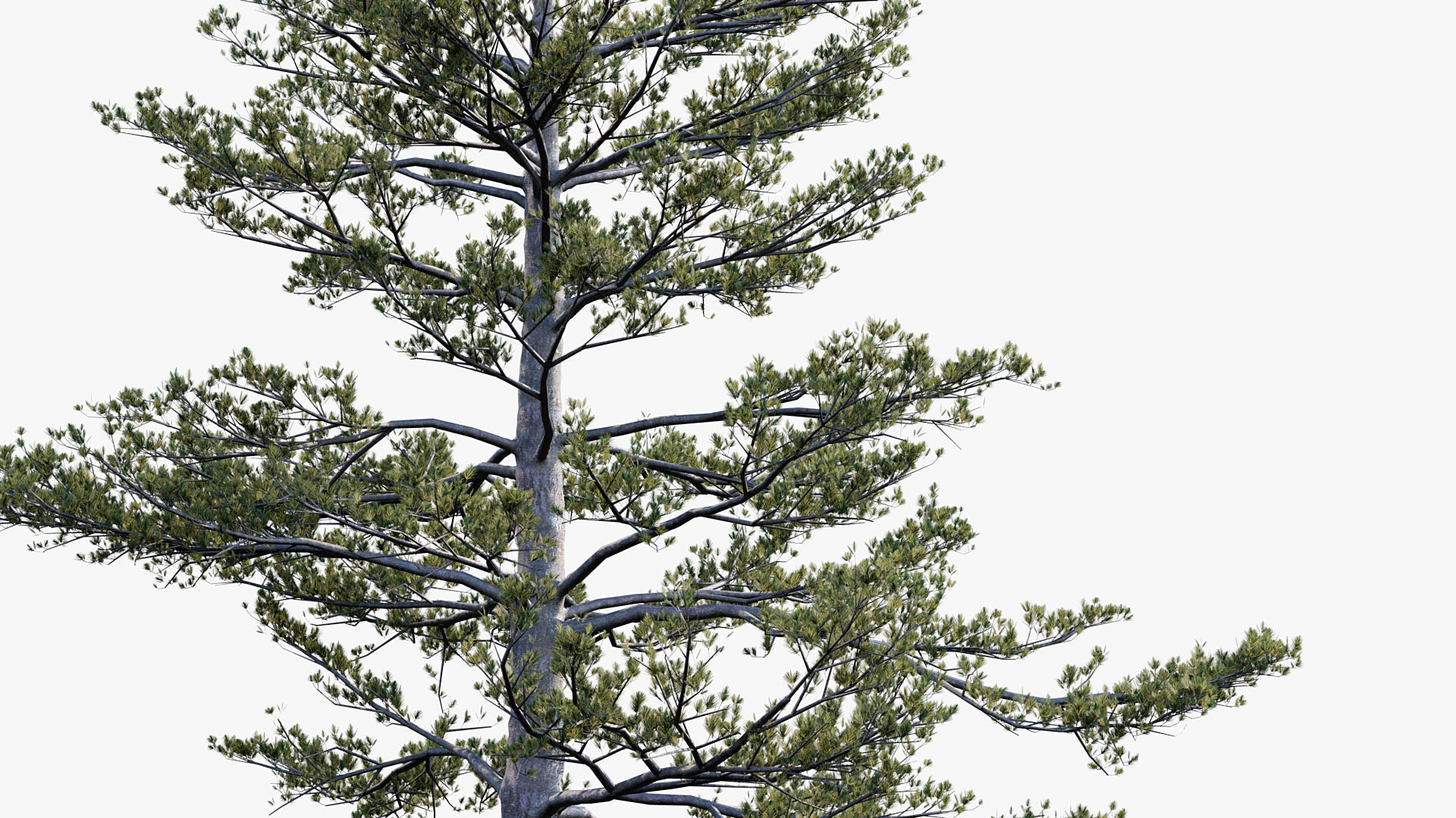 Plant Package 02 Pine 3D model_47