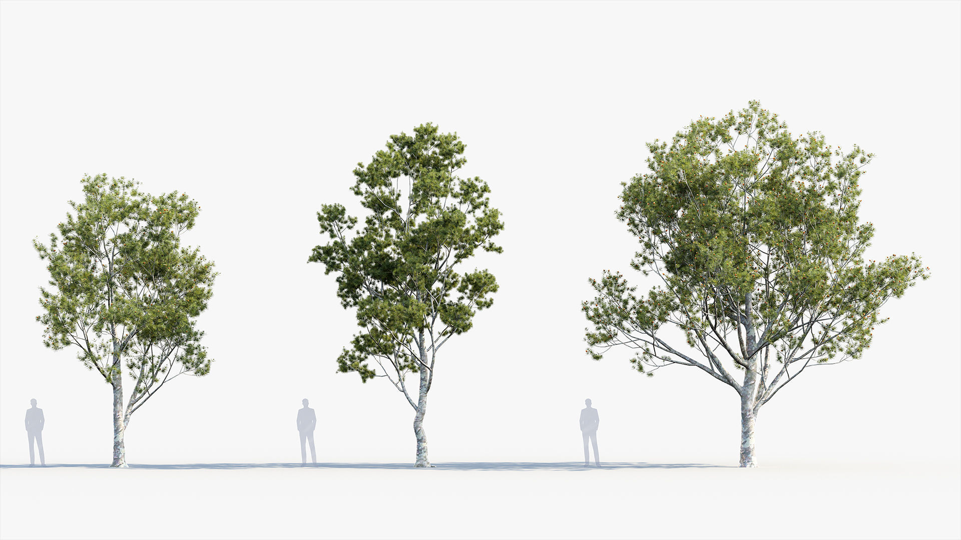 Plant Package 02 Pine 3D model_31