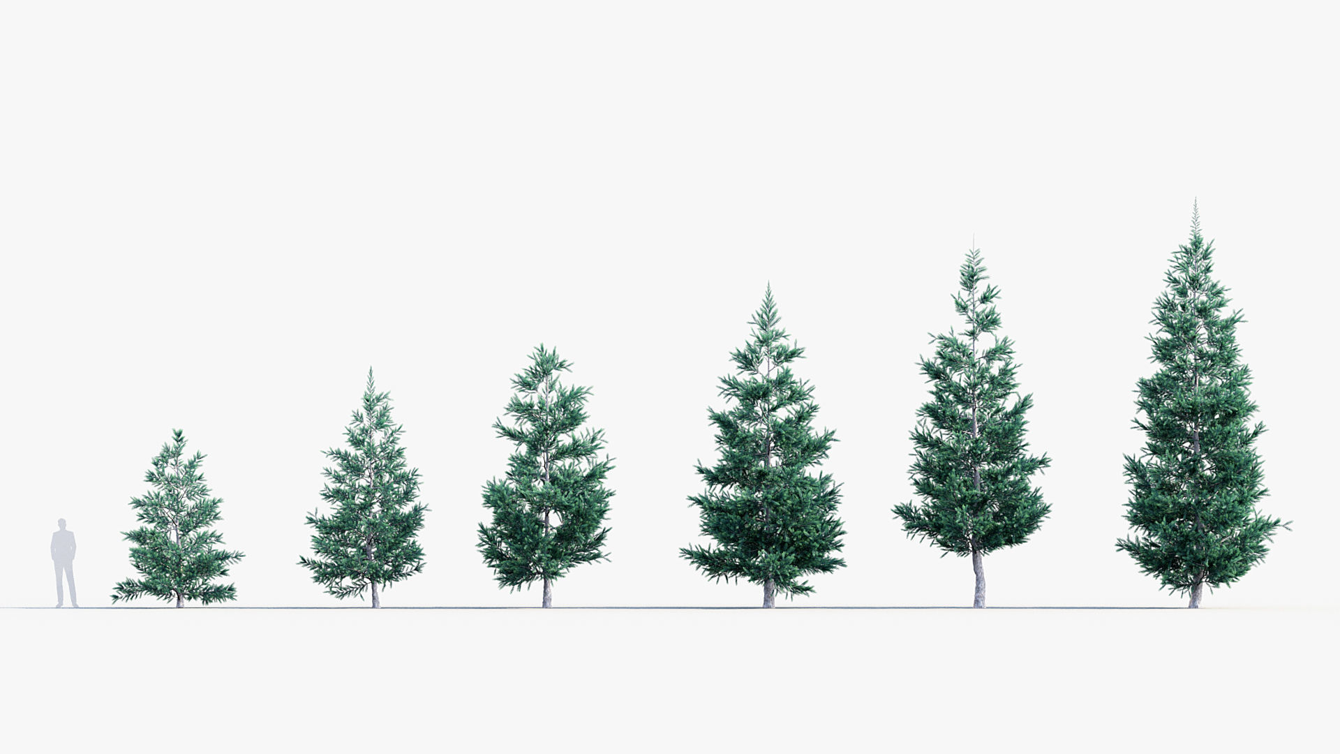 Plant Package 02 Pine 3D model_51