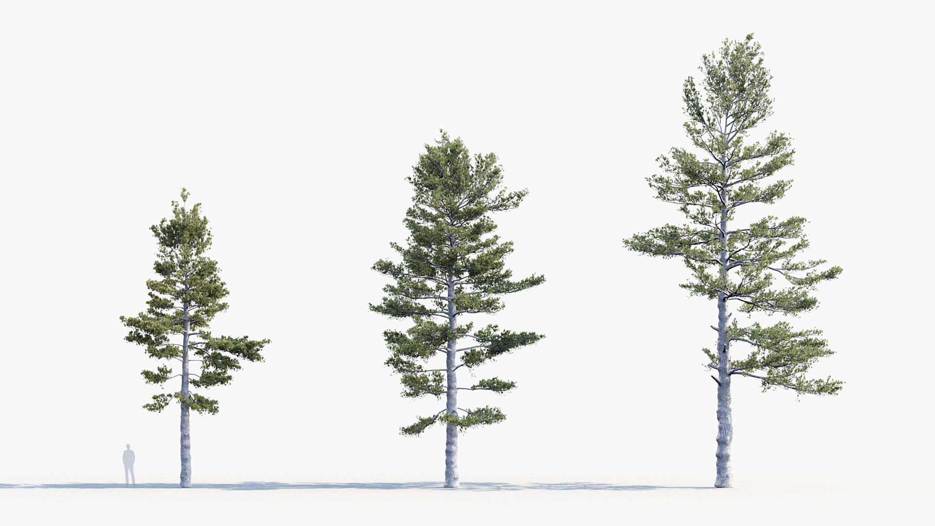 Plant Package 02 Pine 3D model_45