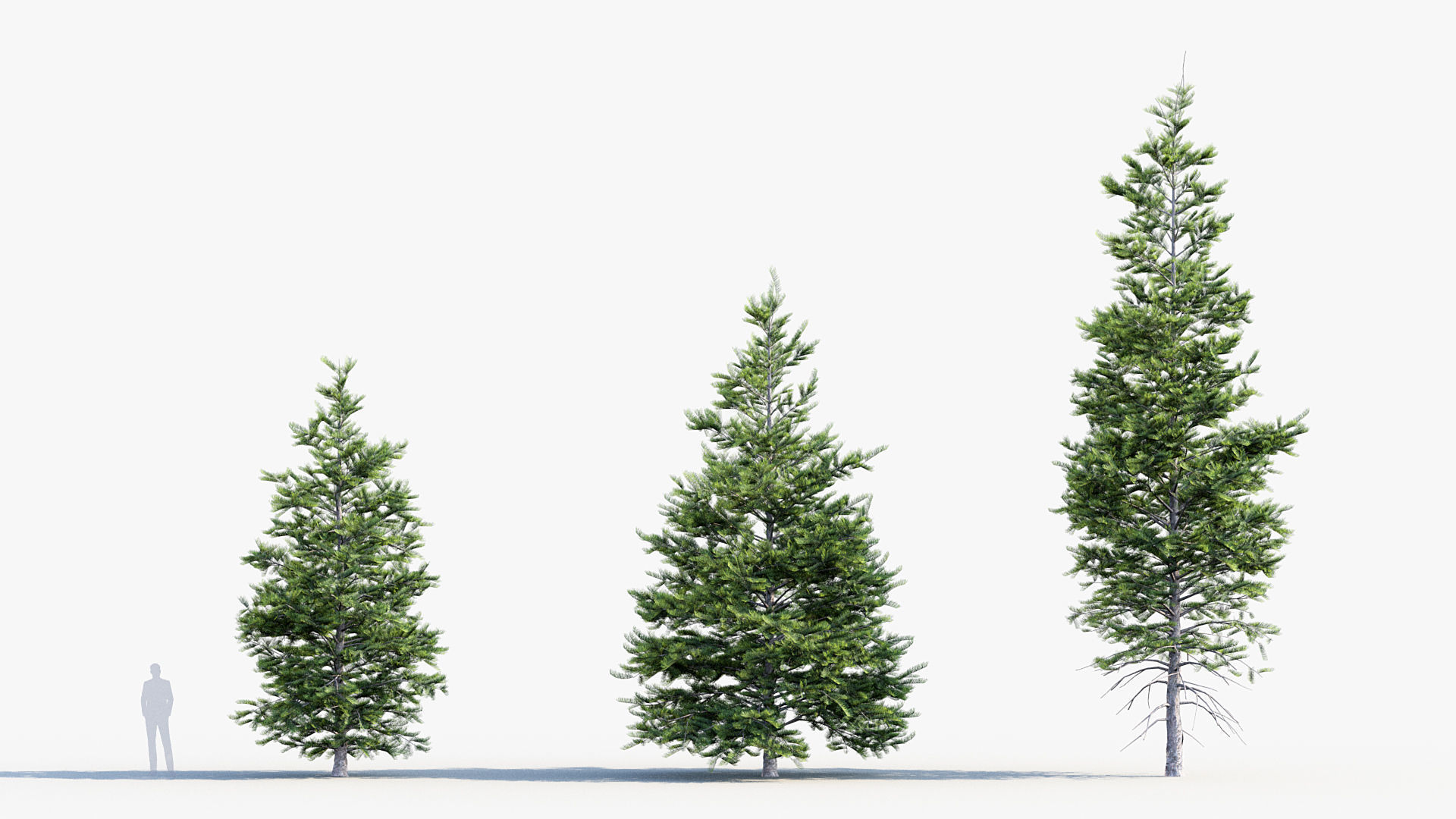 Plant Package 02 Pine 3D model_66