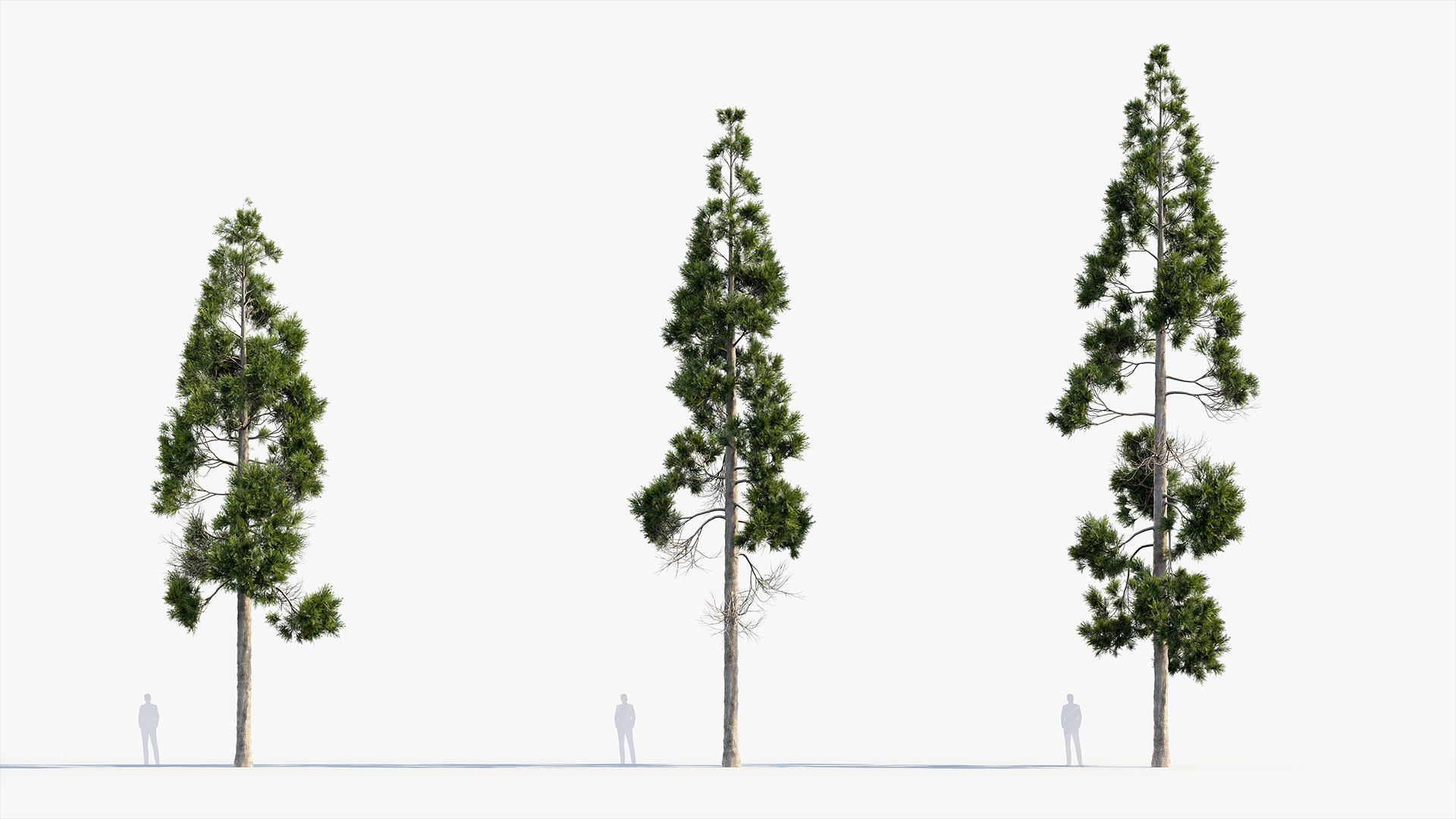 Plant Package 02 Pine 3D model_25