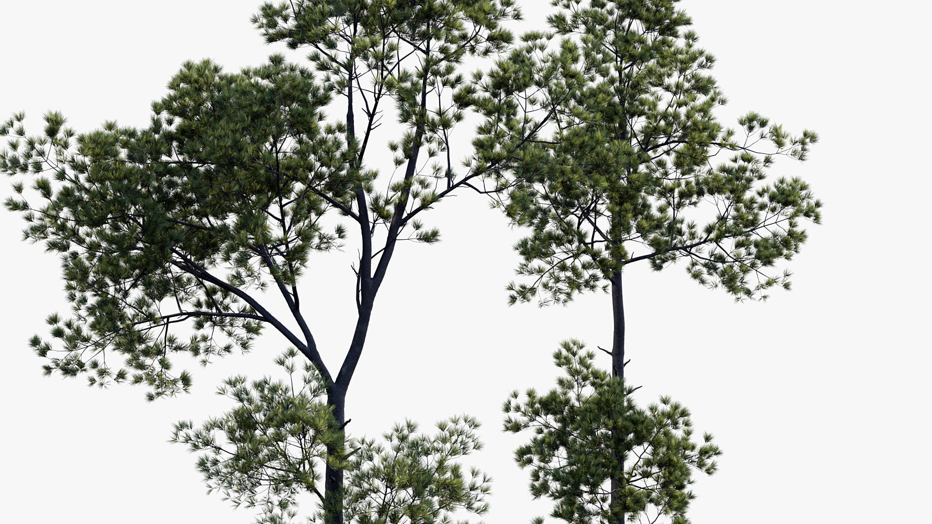 Plant Package 02 Pine 3D model_61