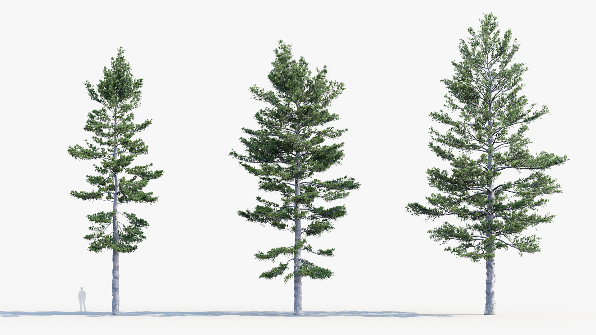 Plant Package 02 Pine 3D model_46