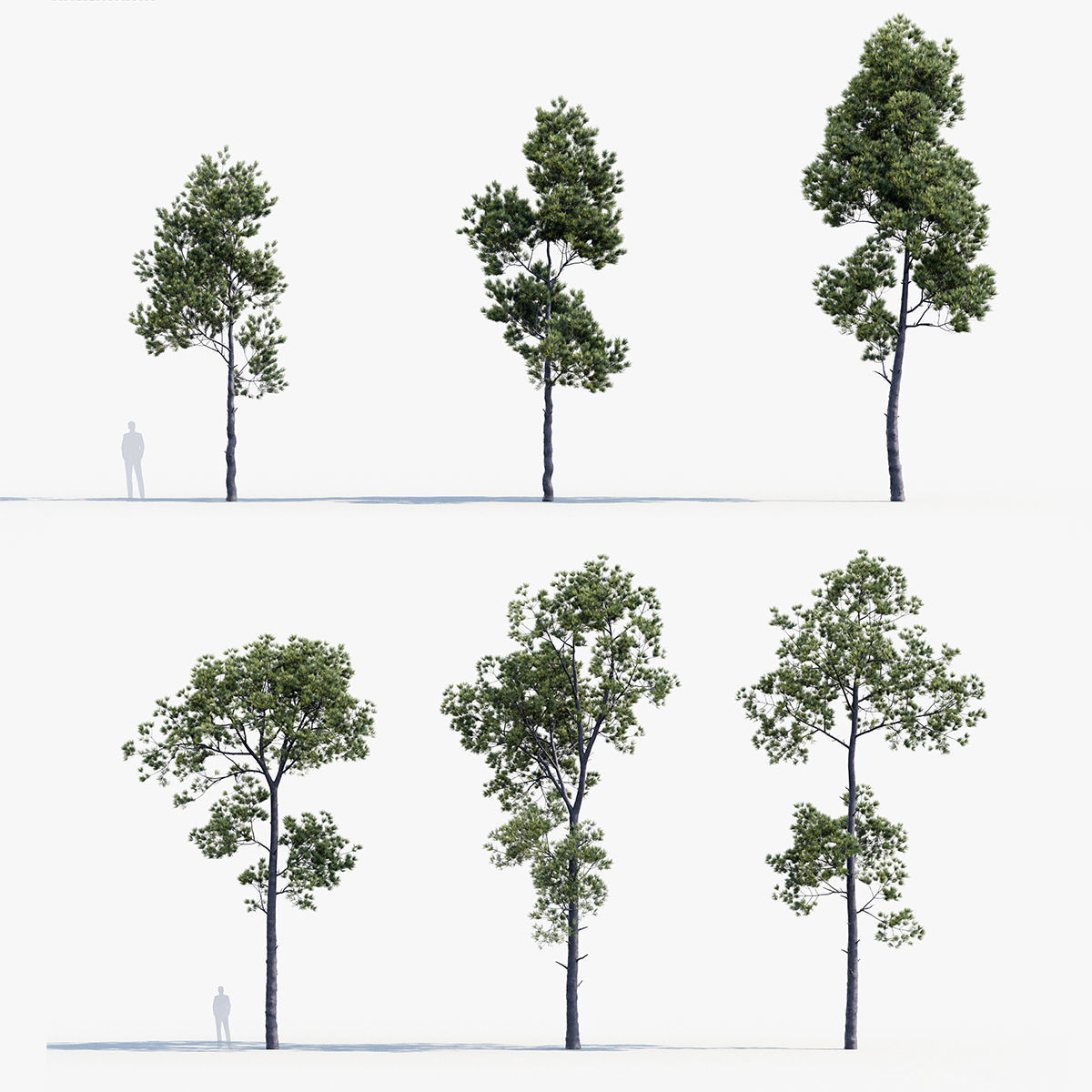 Plant Package 02 Pine 3D model_63