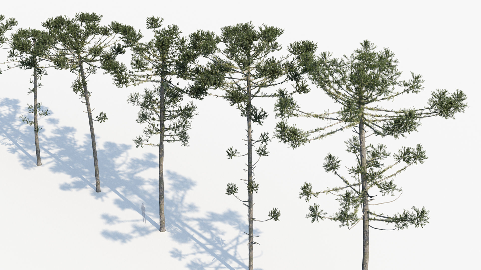 Plant Package 02 Pine 3D model_6