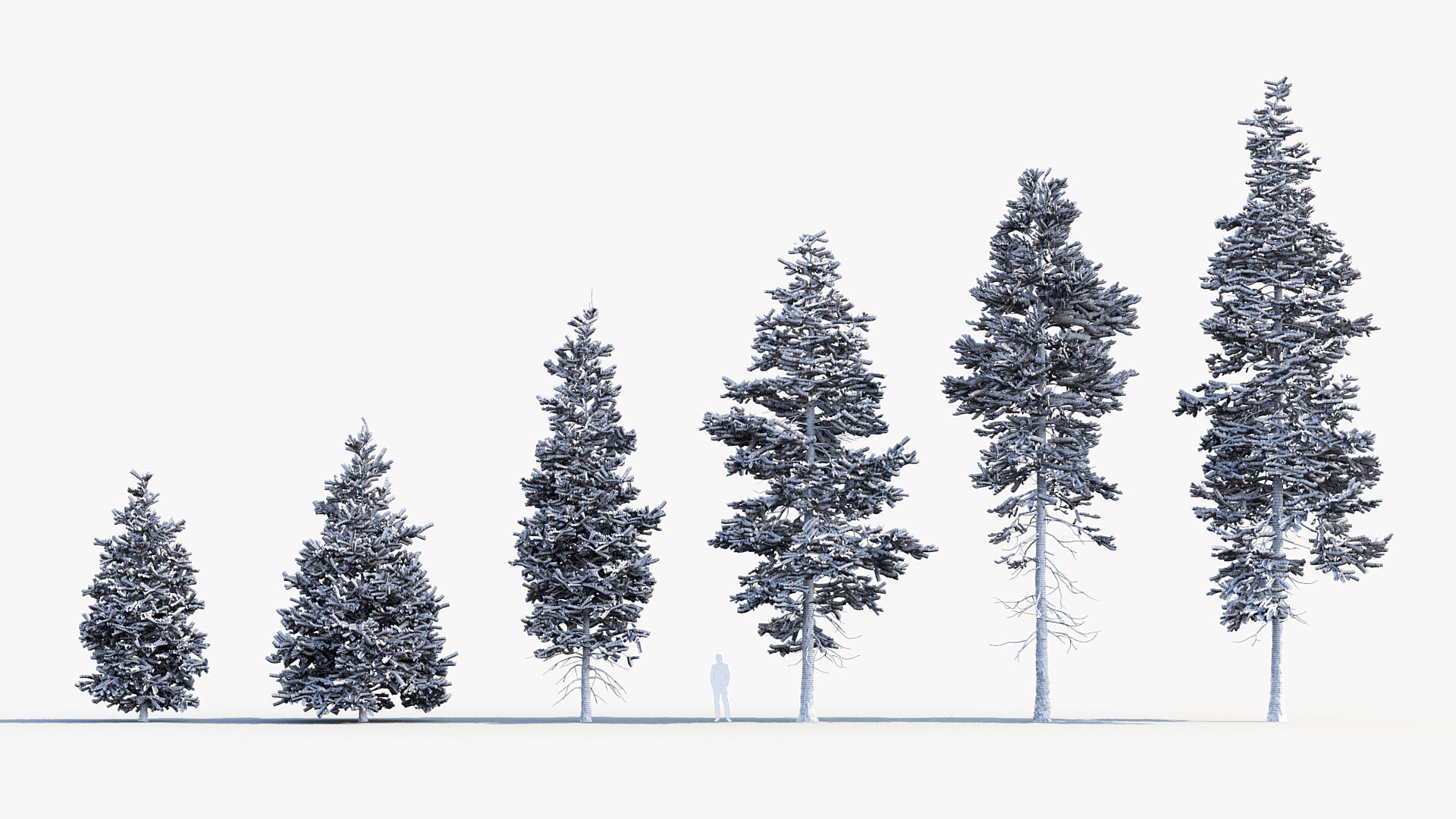 Plant Package 02 Pine 3D model_71