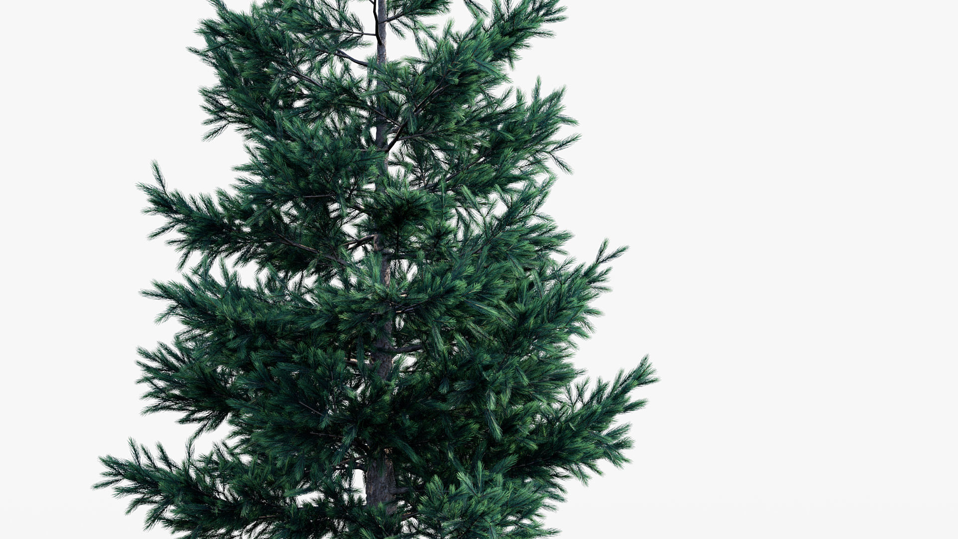 Plant Package 02 Pine 3D model_54