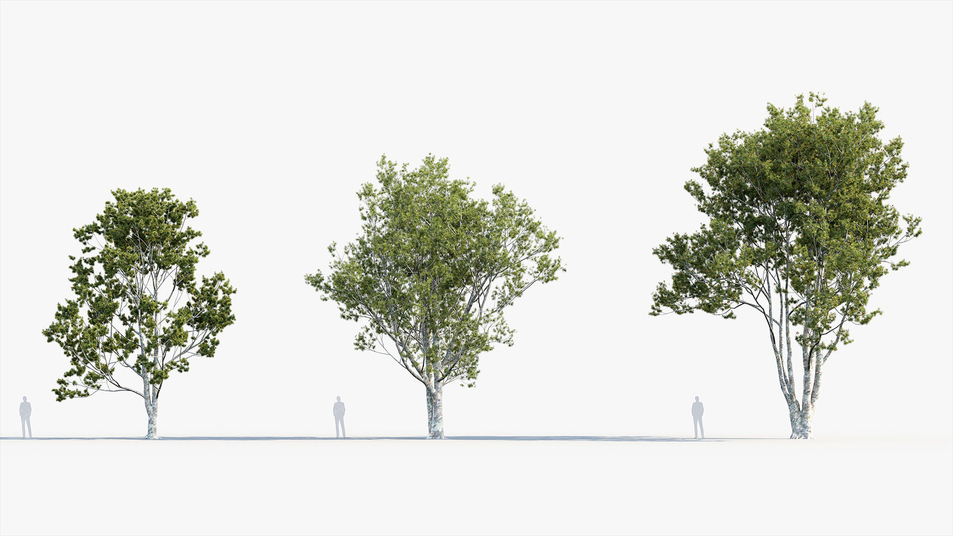 Plant Package 02 Pine 3D model_32