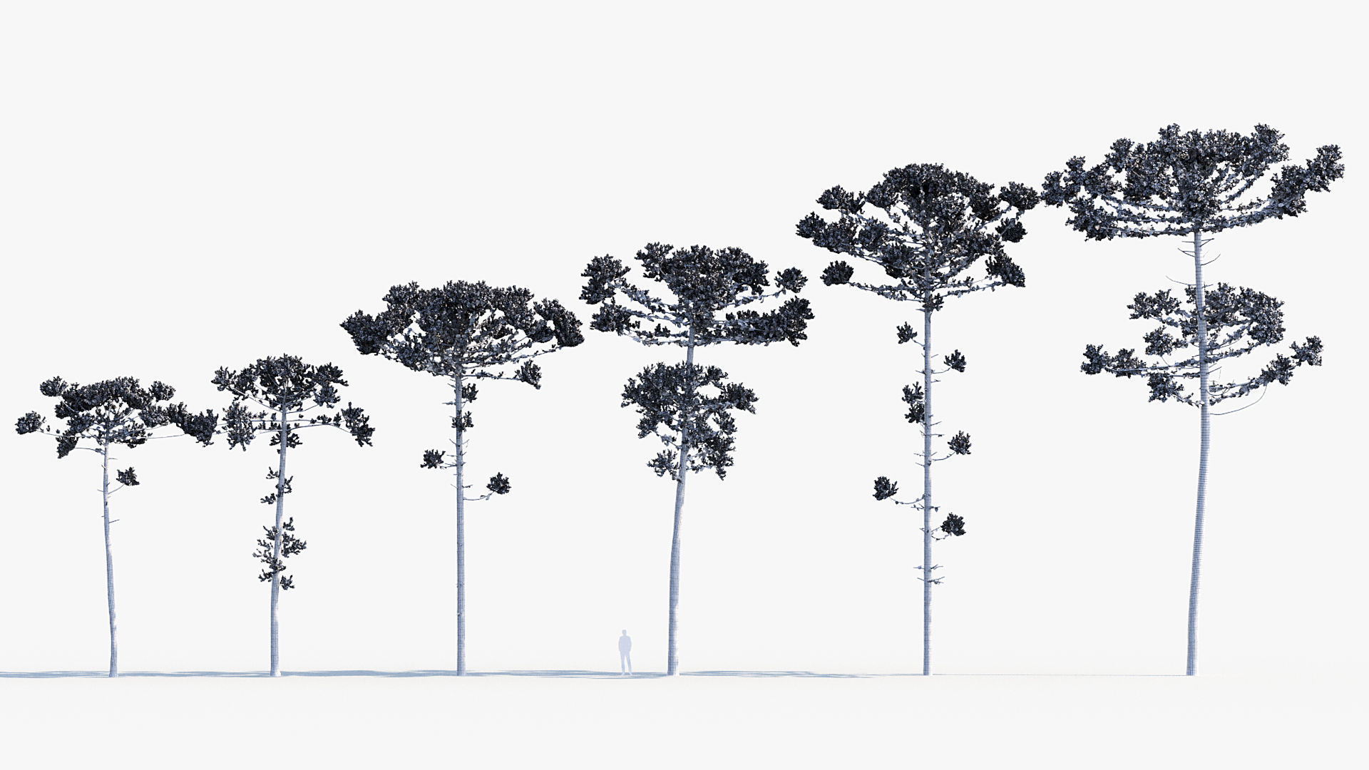 Plant Package 02 Pine 3D model_8