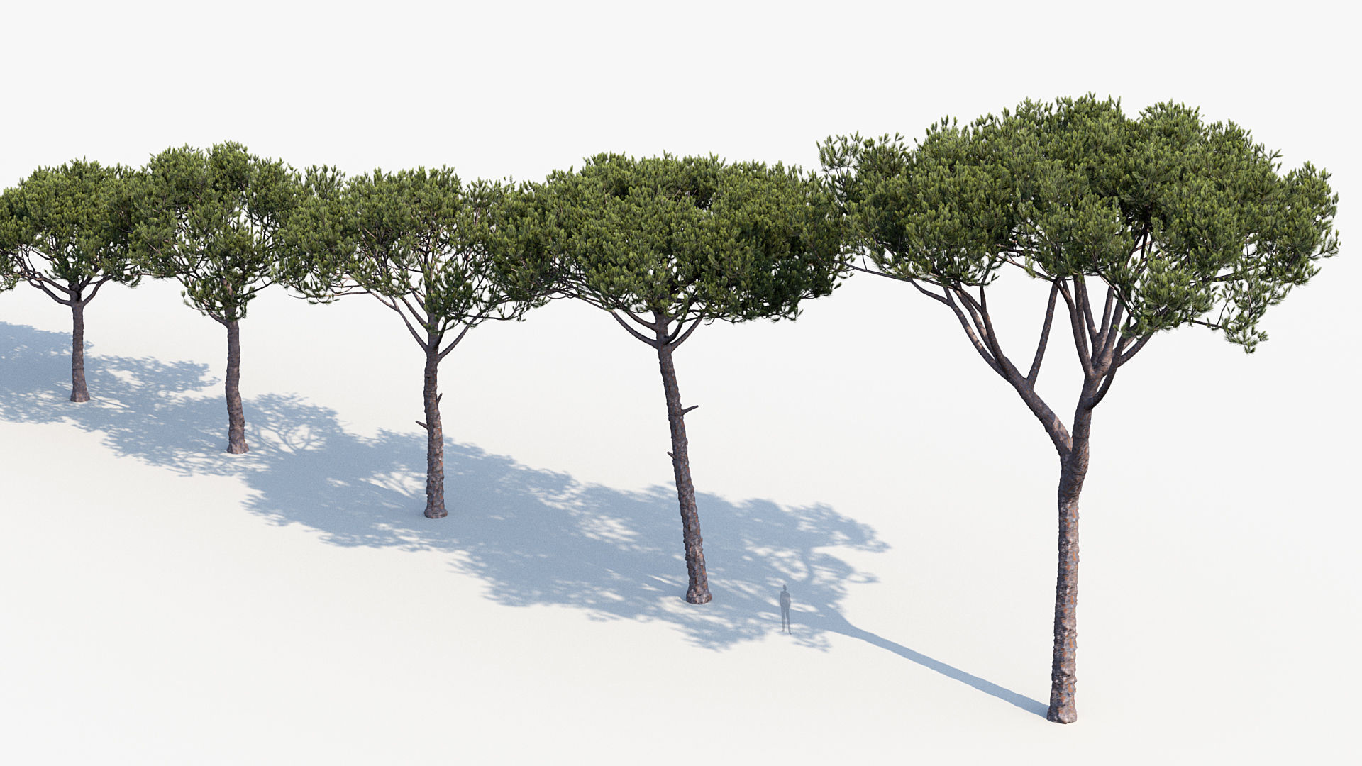 Plant Package 02 Pine 3D model_20