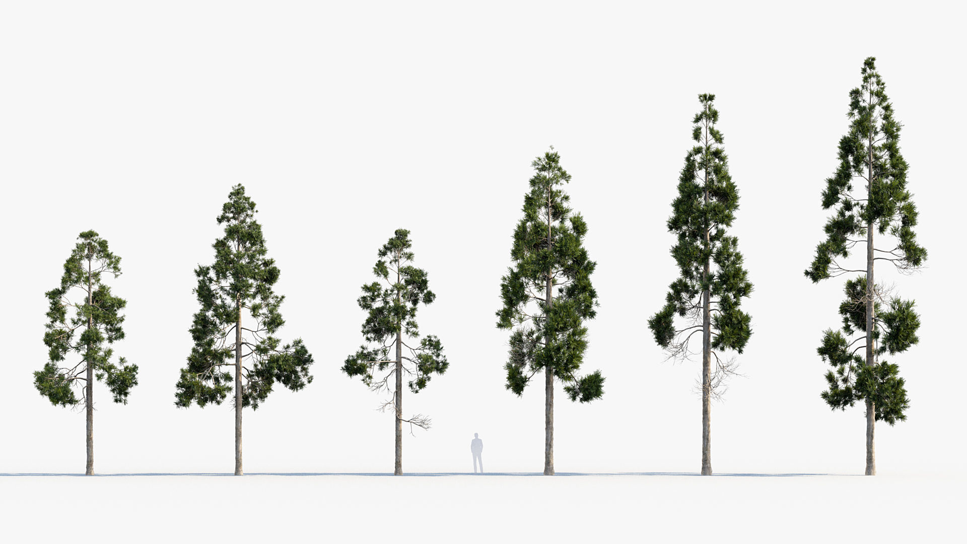 Plant Package 02 Pine 3D model_23