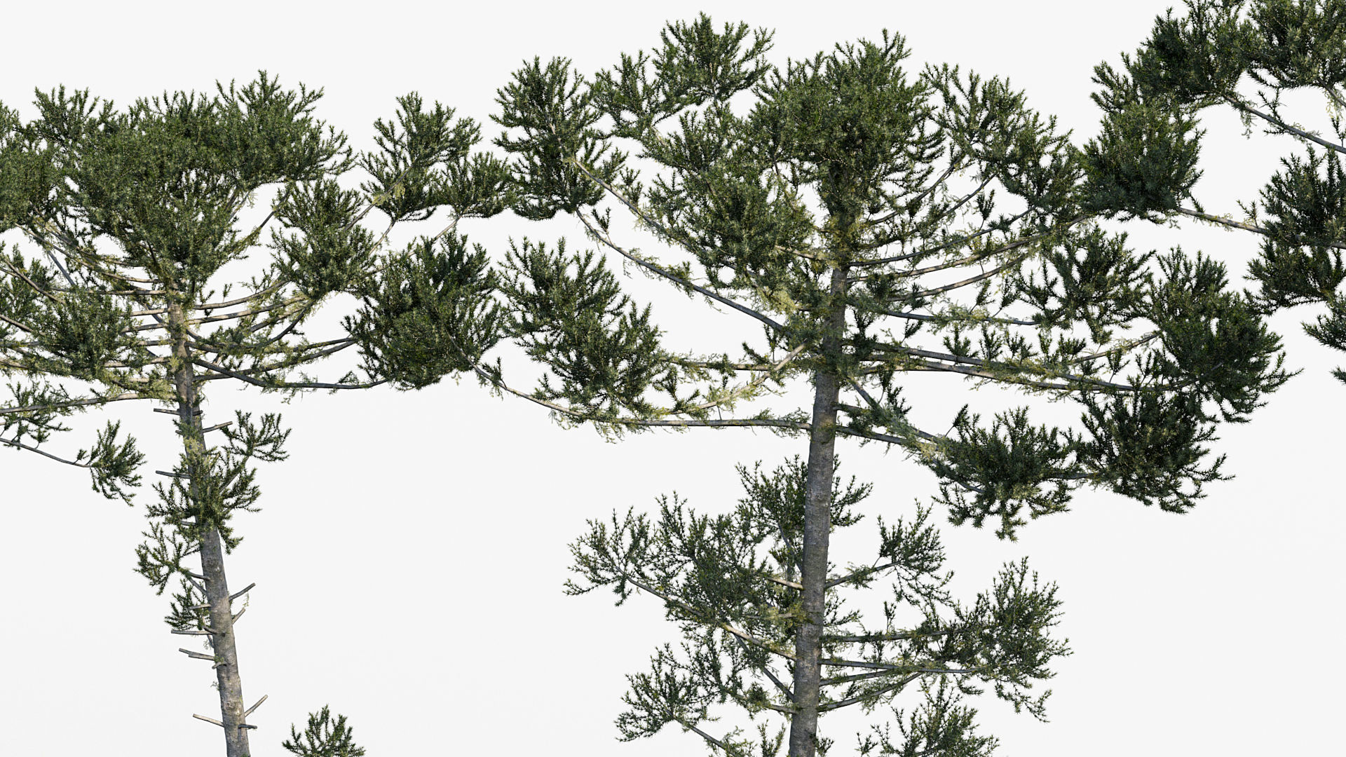 Plant Package 02 Pine 3D model_5
