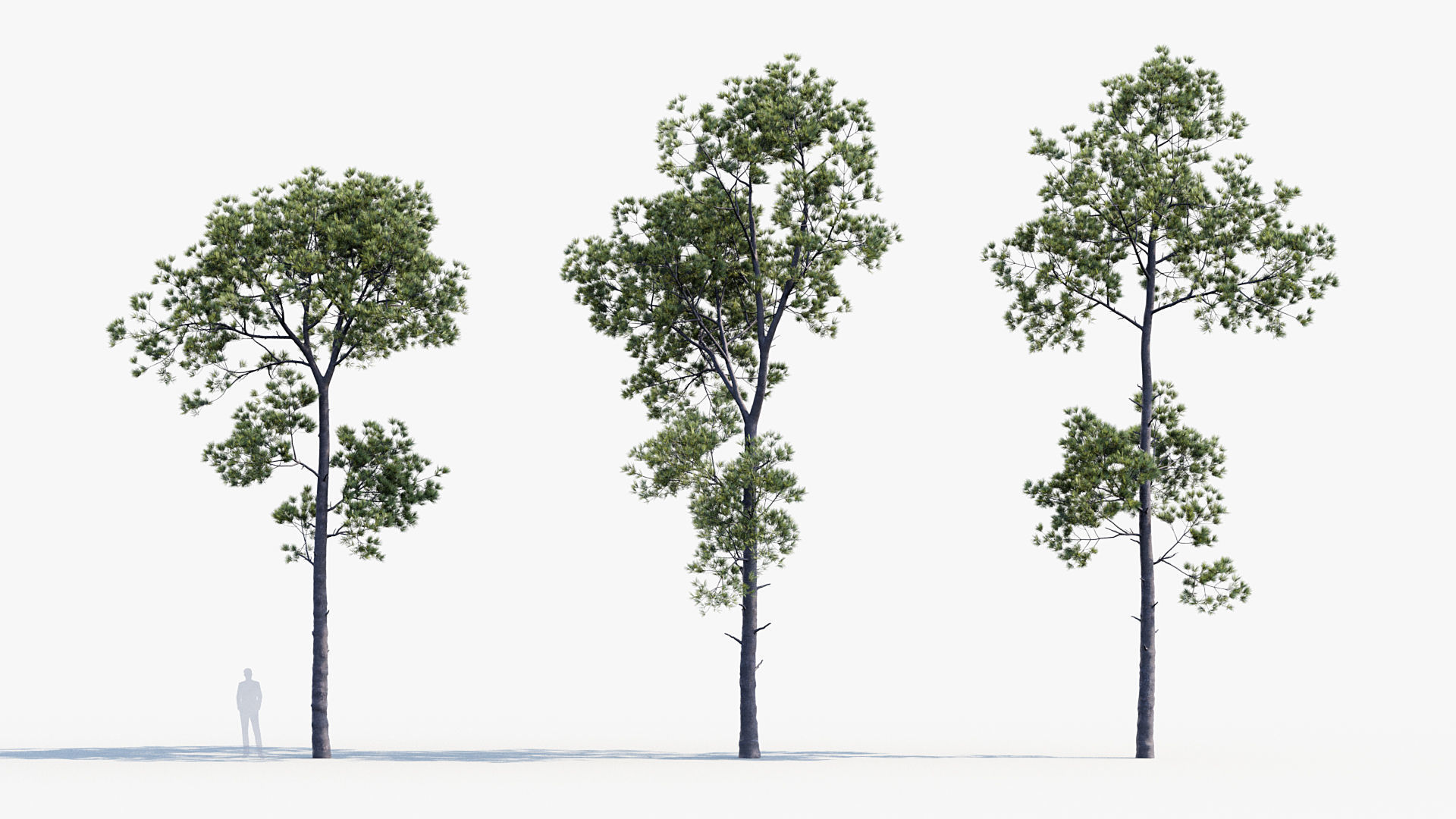 Plant Package 02 Pine 3D model_60