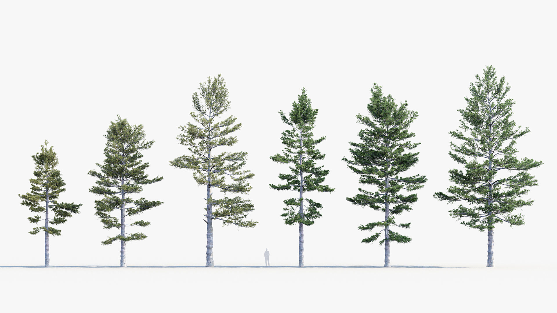 Plant Package 02 Pine 3D model_44