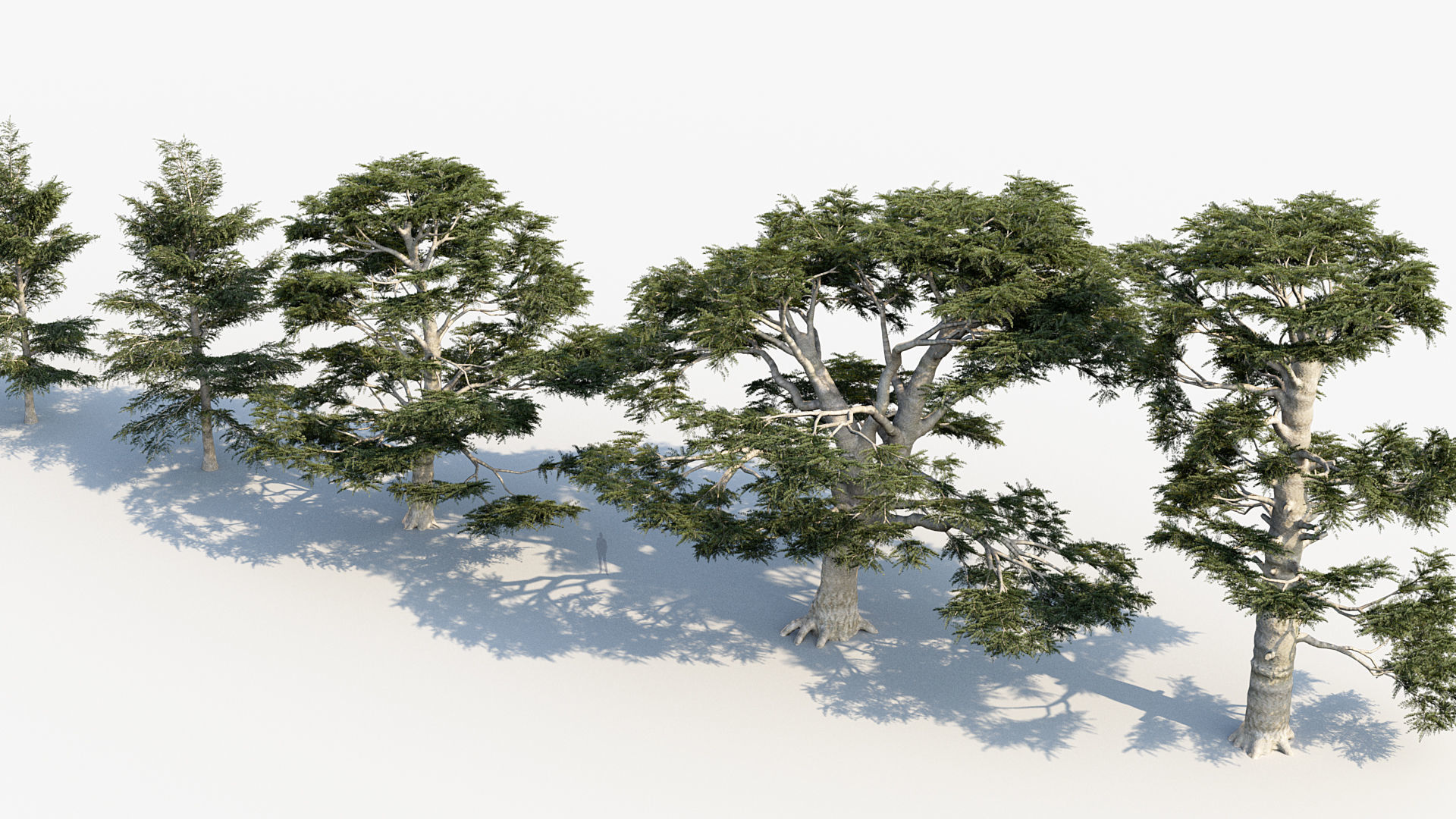 Plant Package 02 Pine 3D model_41