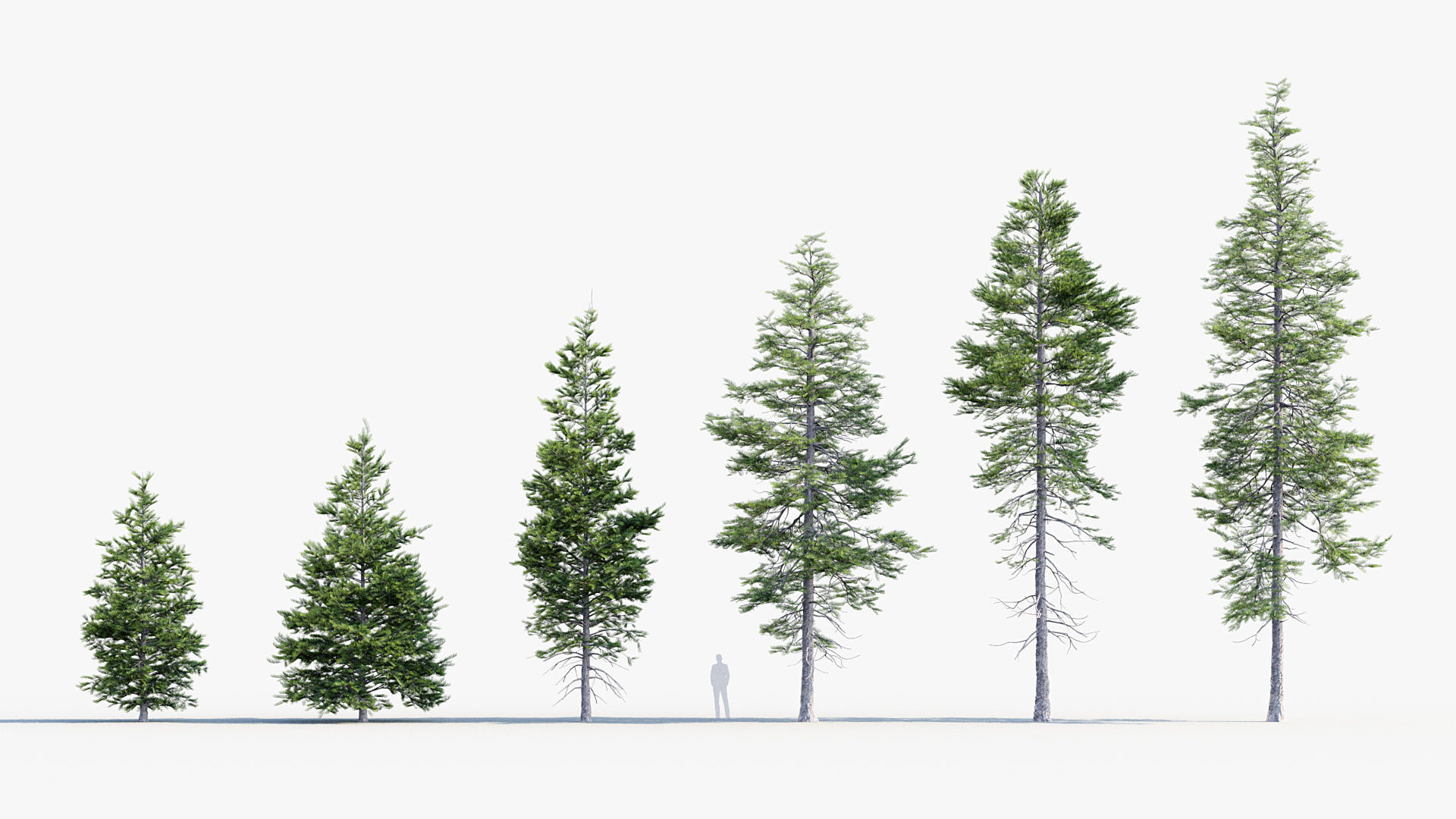 Plant Package 02 Pine 3D model_65