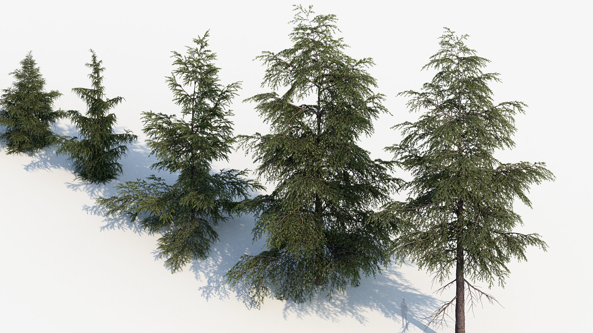 Plant Package 02 Pine 3D model_13