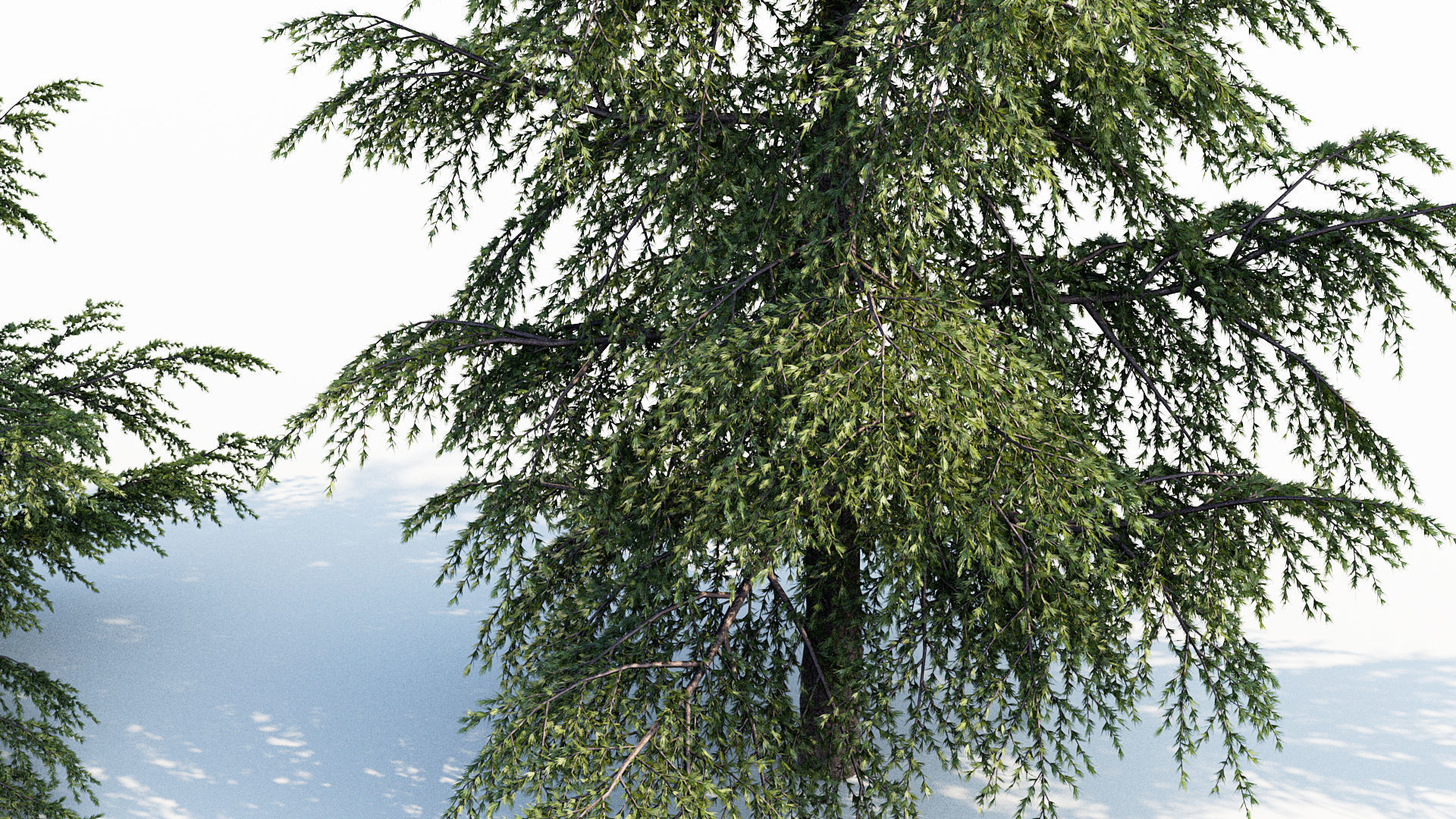 Plant Package 02 Pine 3D model_12