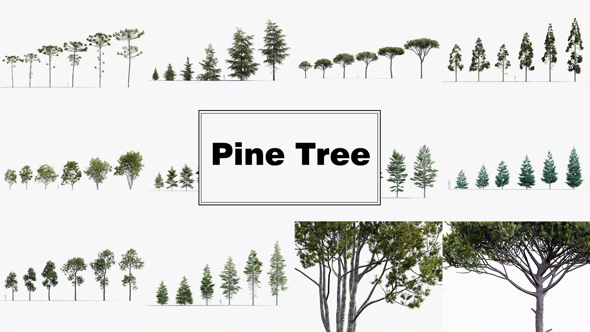 Pine Tree Collection 3D model
