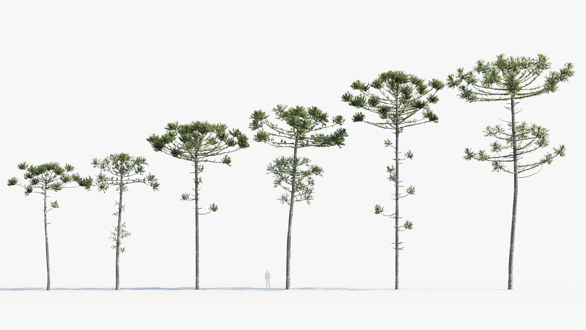 Plant Package 02 Pine 3D model_2