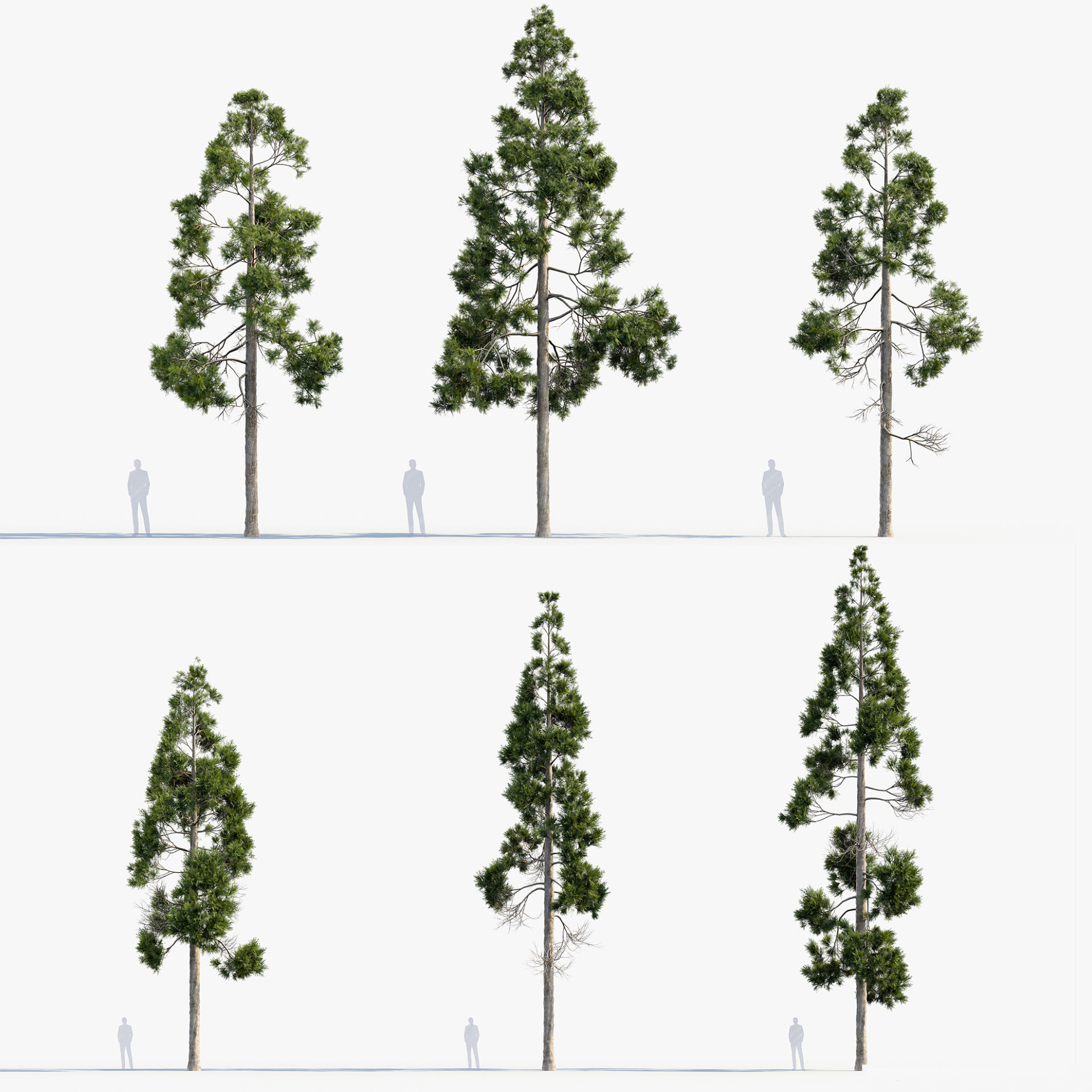 Plant Package 02 Pine 3D model_28