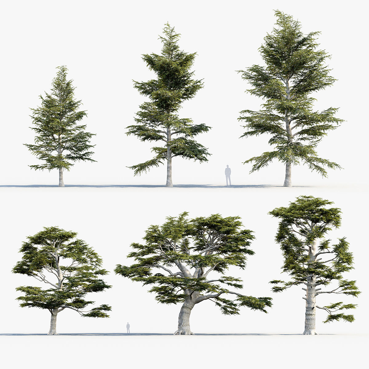 Plant Package 02 Pine 3D model_42
