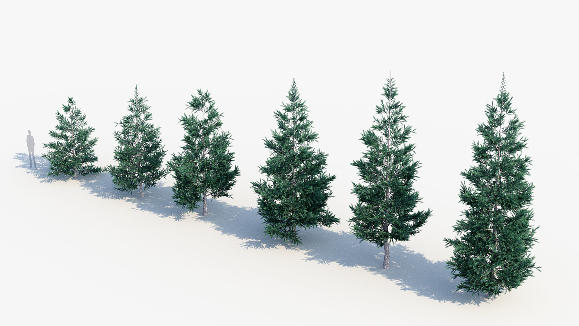 Plant Package 02 Pine 3D model_55