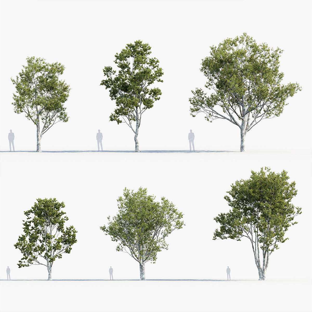 Plant Package 02 Pine 3D model_35