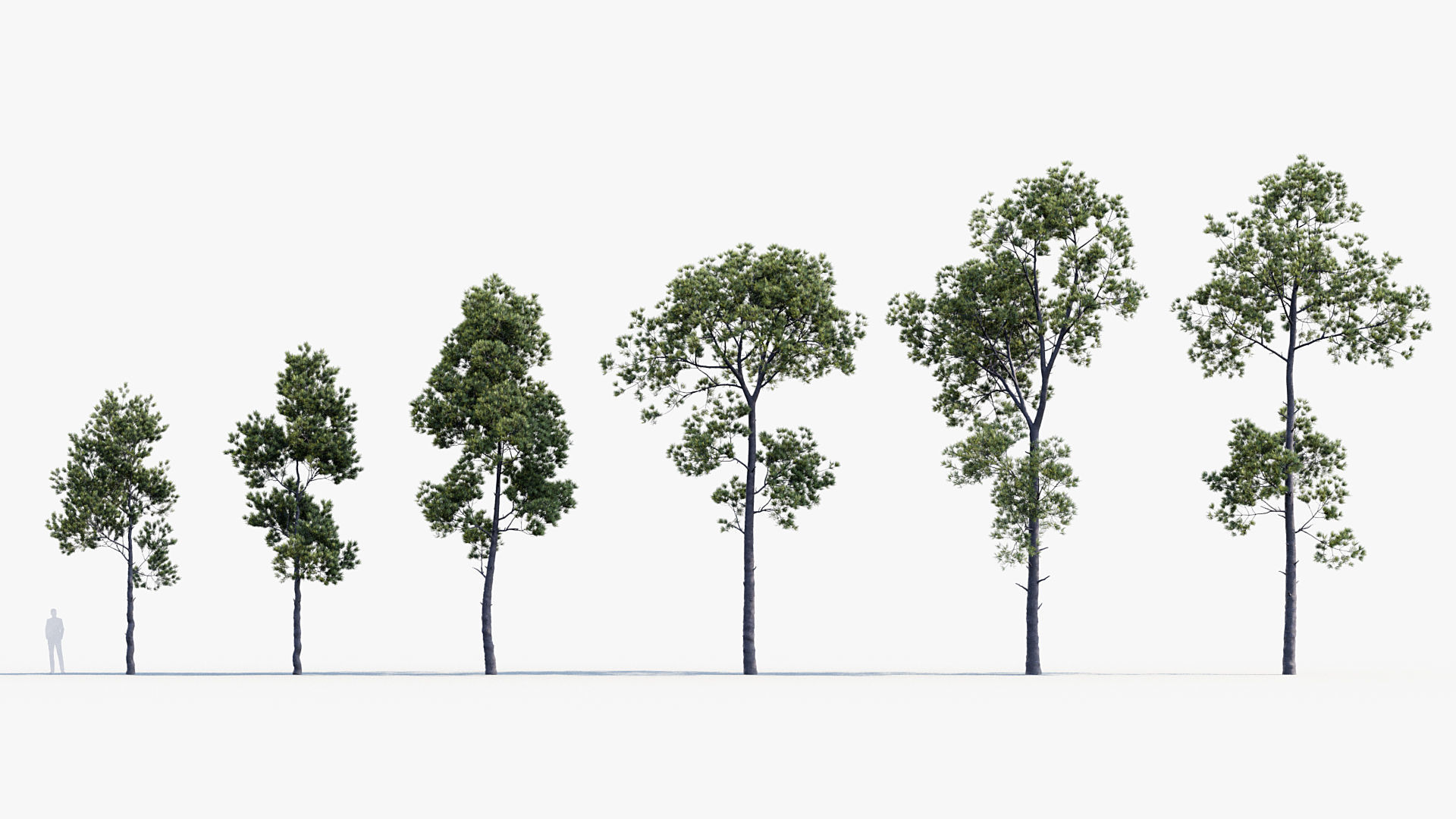 Plant Package 02 Pine 3D model_58