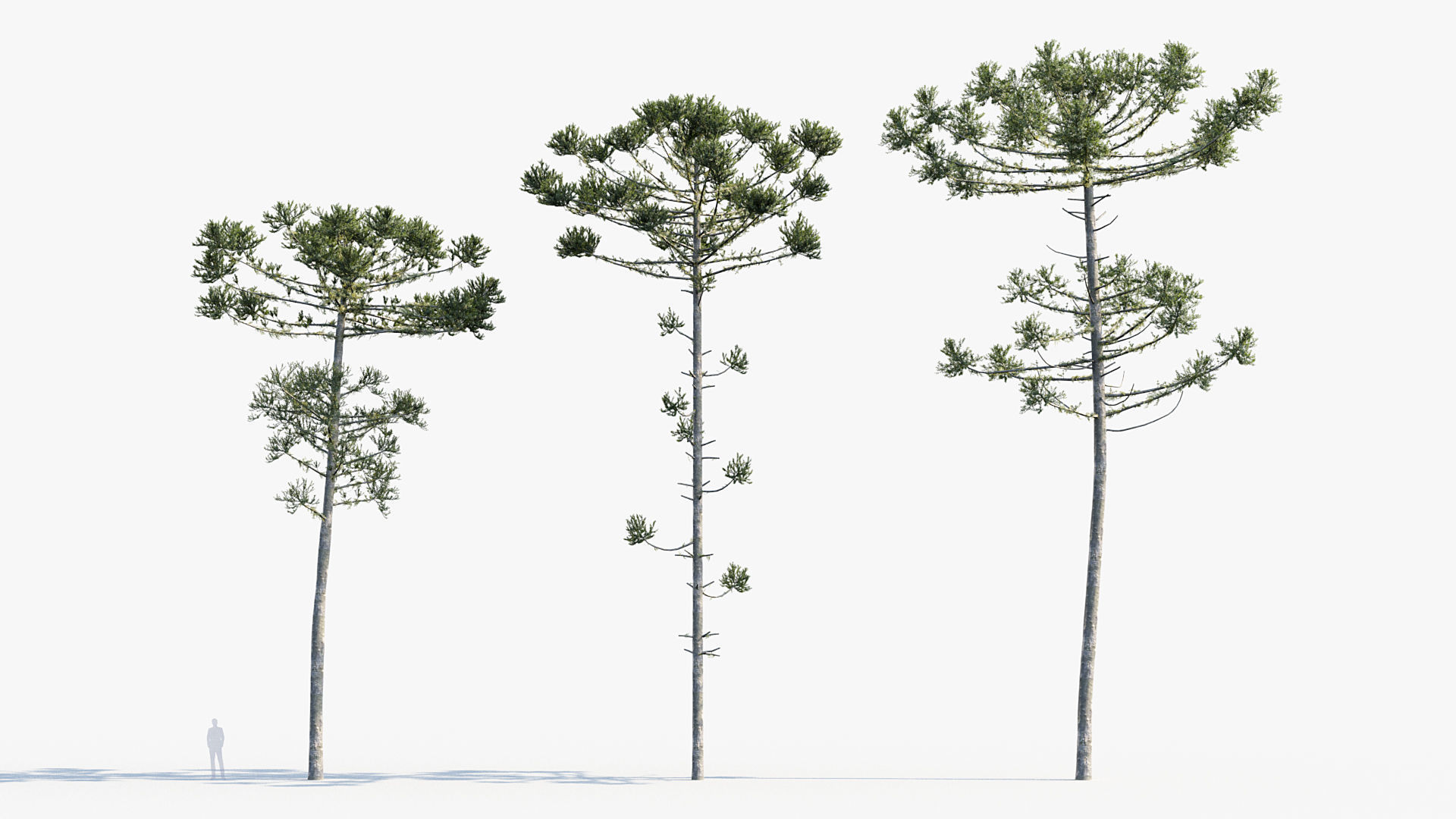 Plant Package 02 Pine 3D model_4