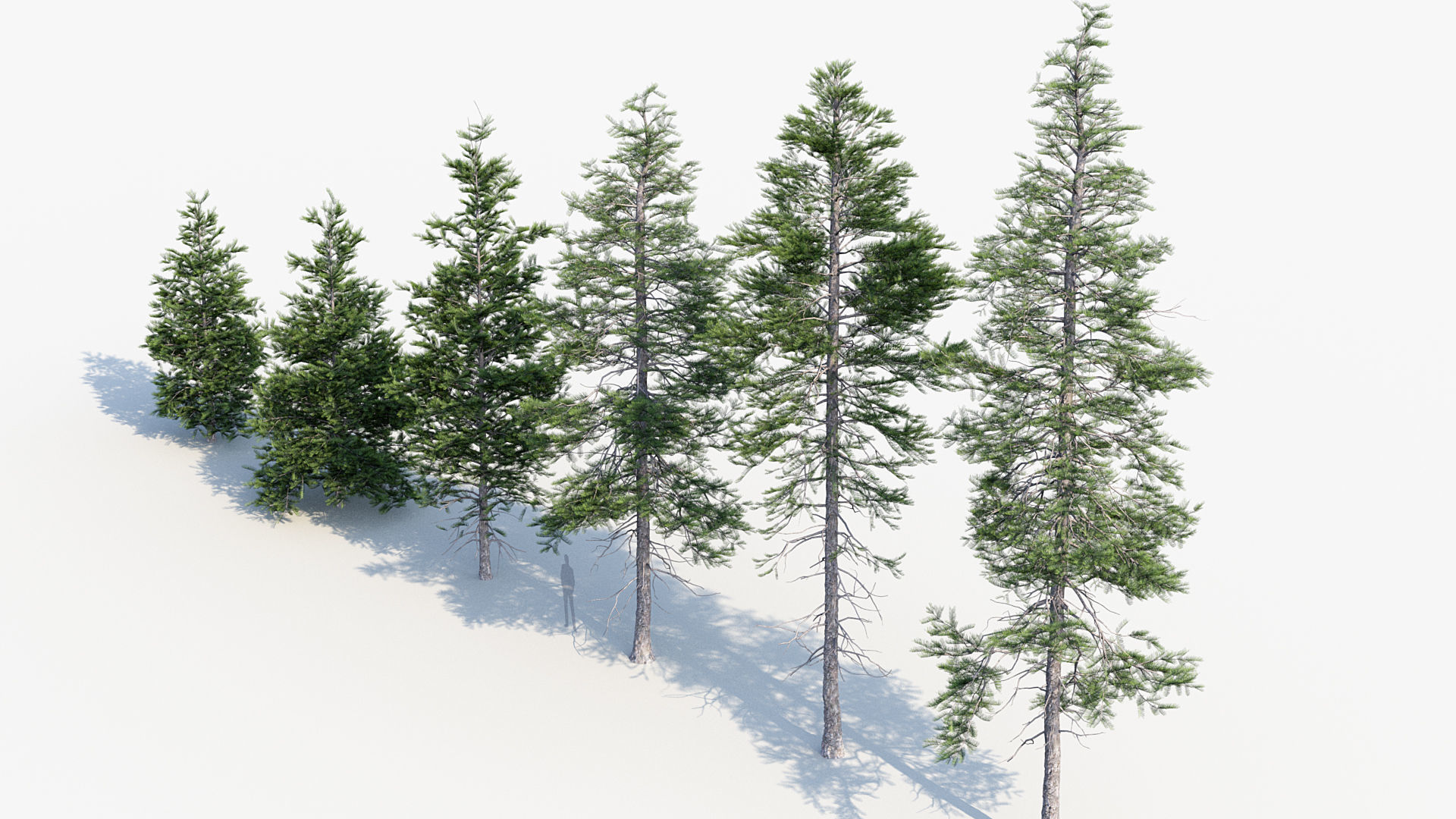 Plant Package 02 Pine 3D model_69