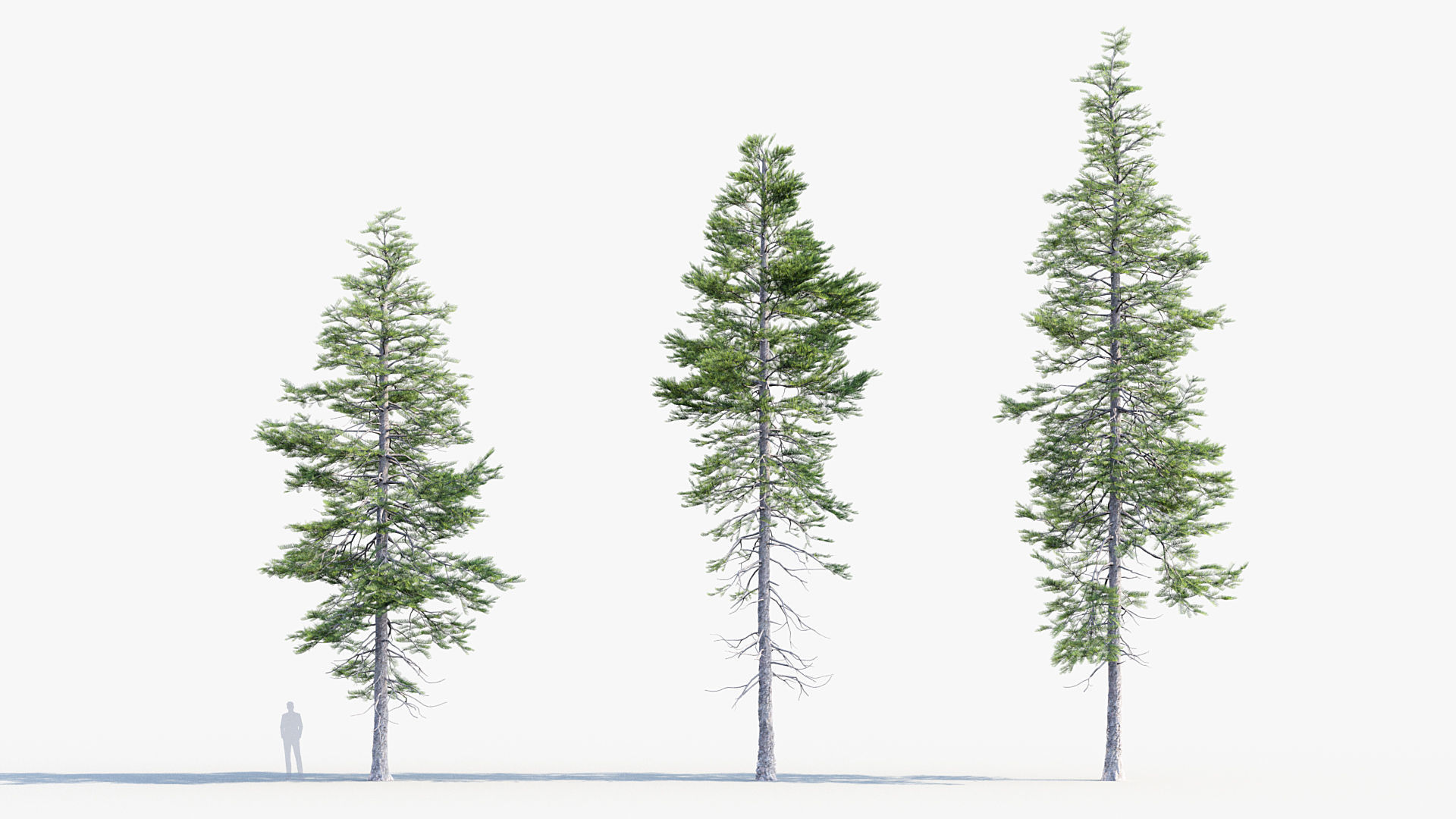 Plant Package 02 Pine 3D model_67