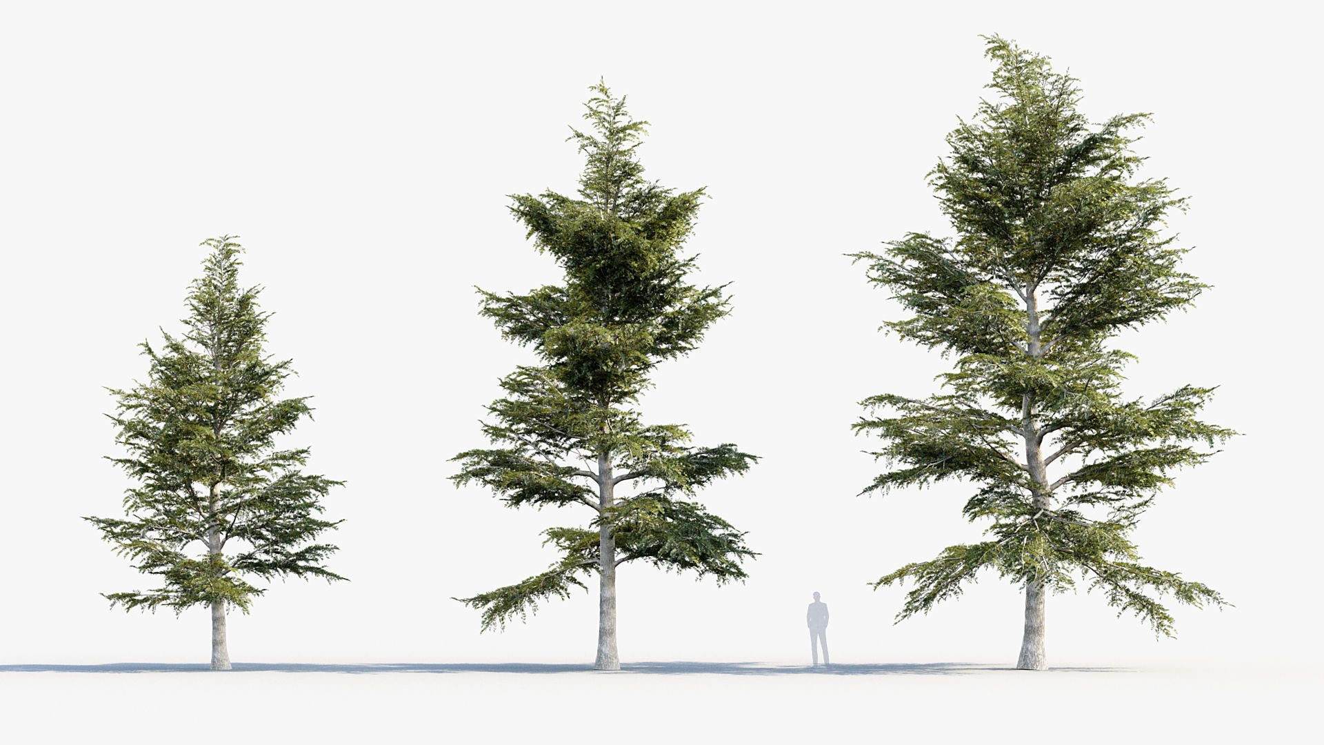 Plant Package 02 Pine 3D model_38