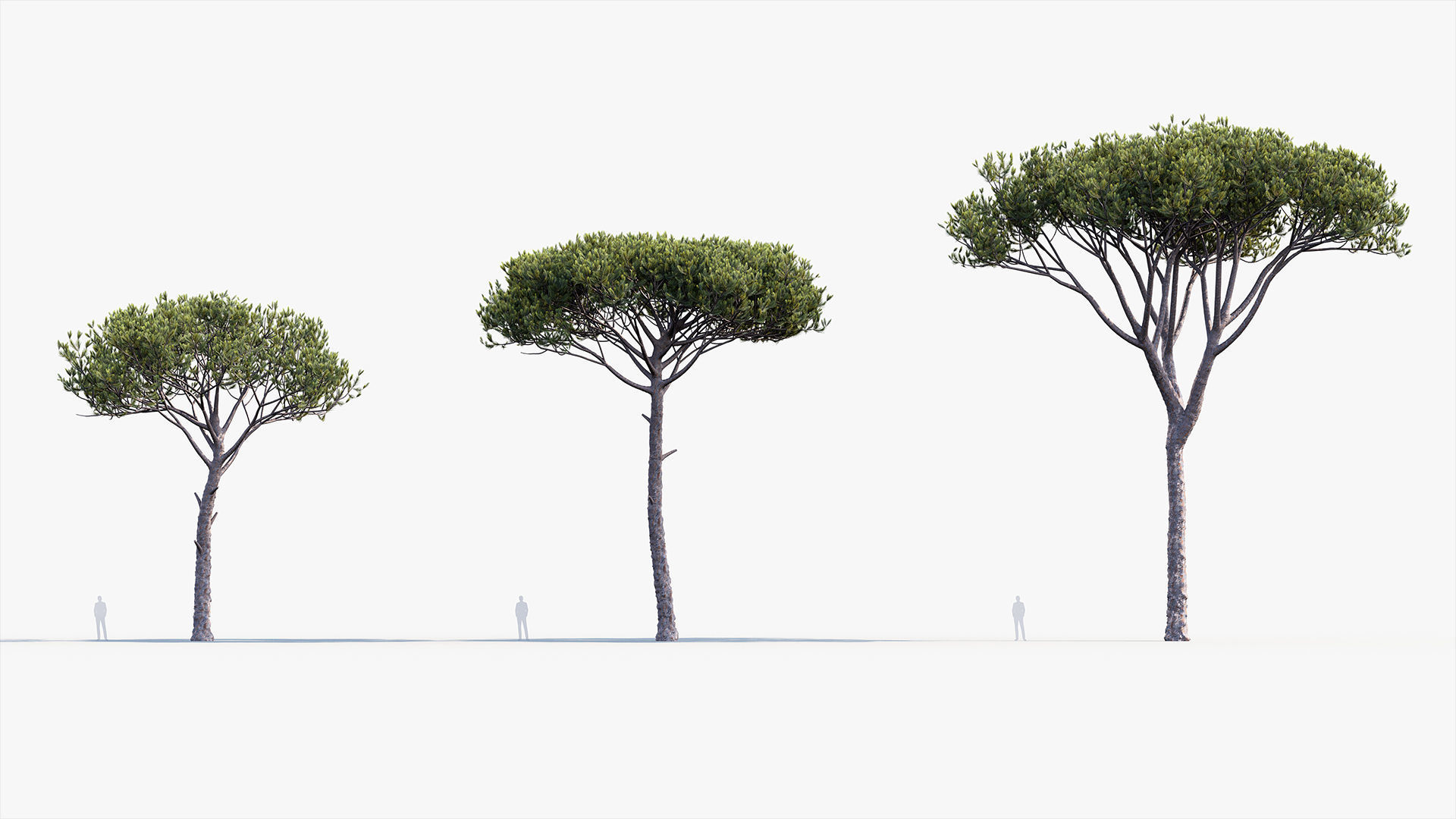 Plant Package 02 Pine 3D model_18