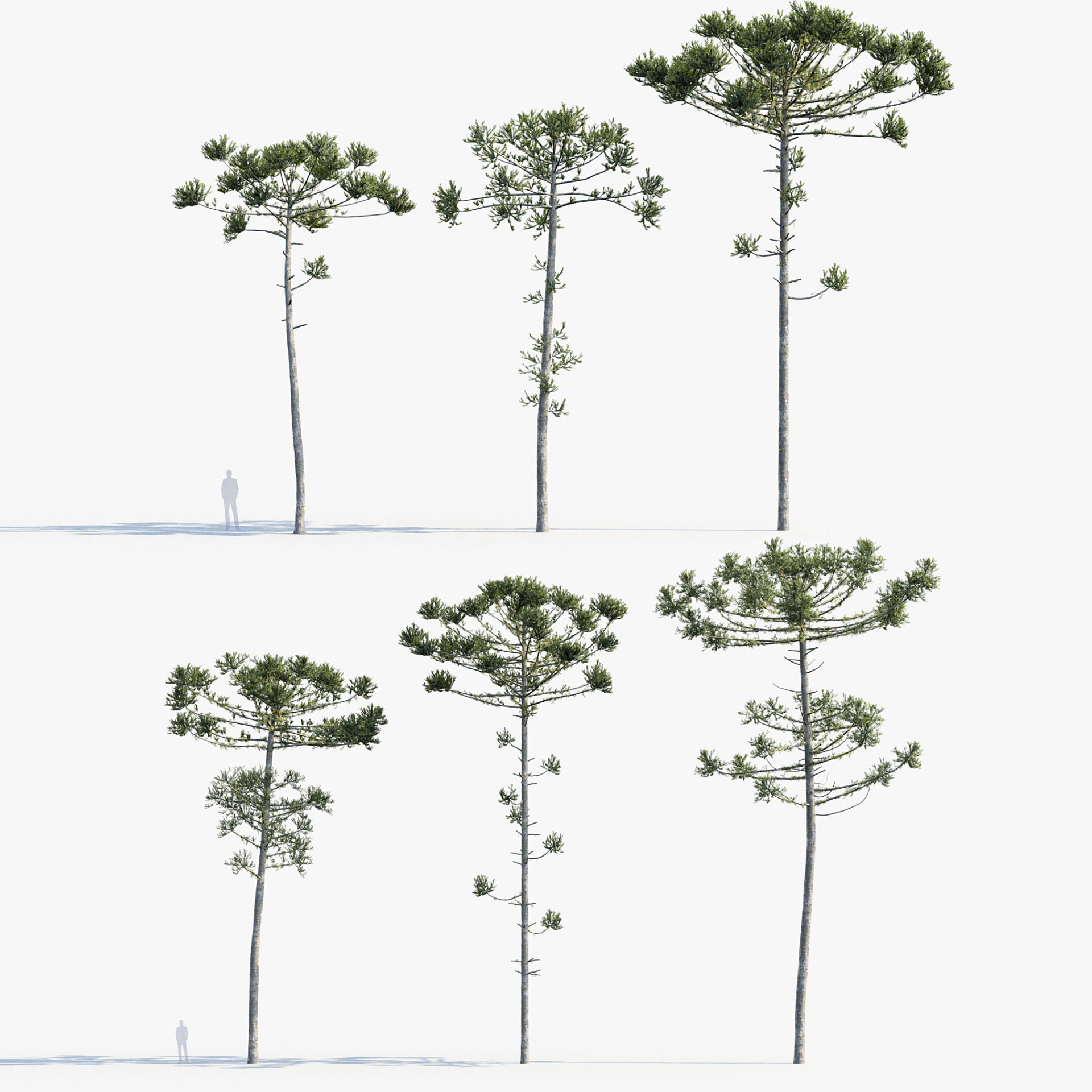 Plant Package 02 Pine 3D model_7