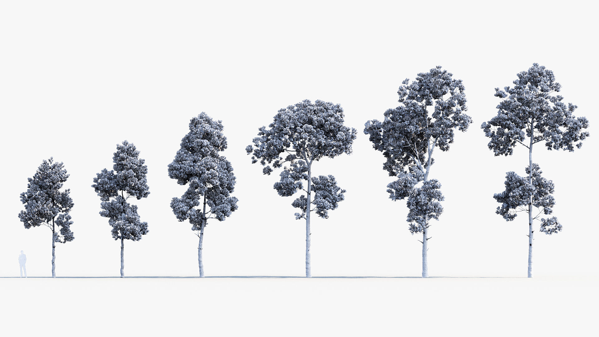 Plant Package 02 Pine 3D model_64