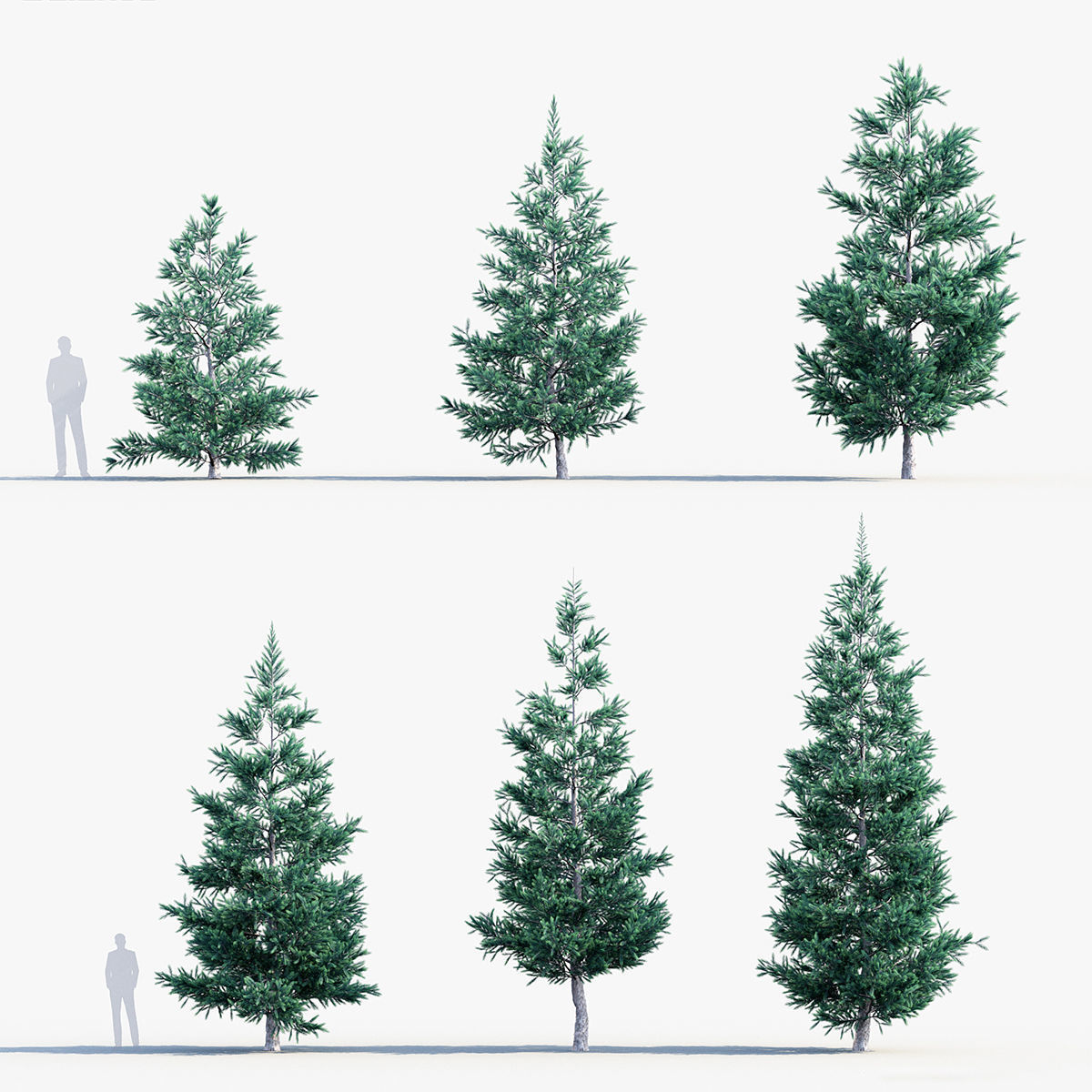 Plant Package 02 Pine 3D model_56