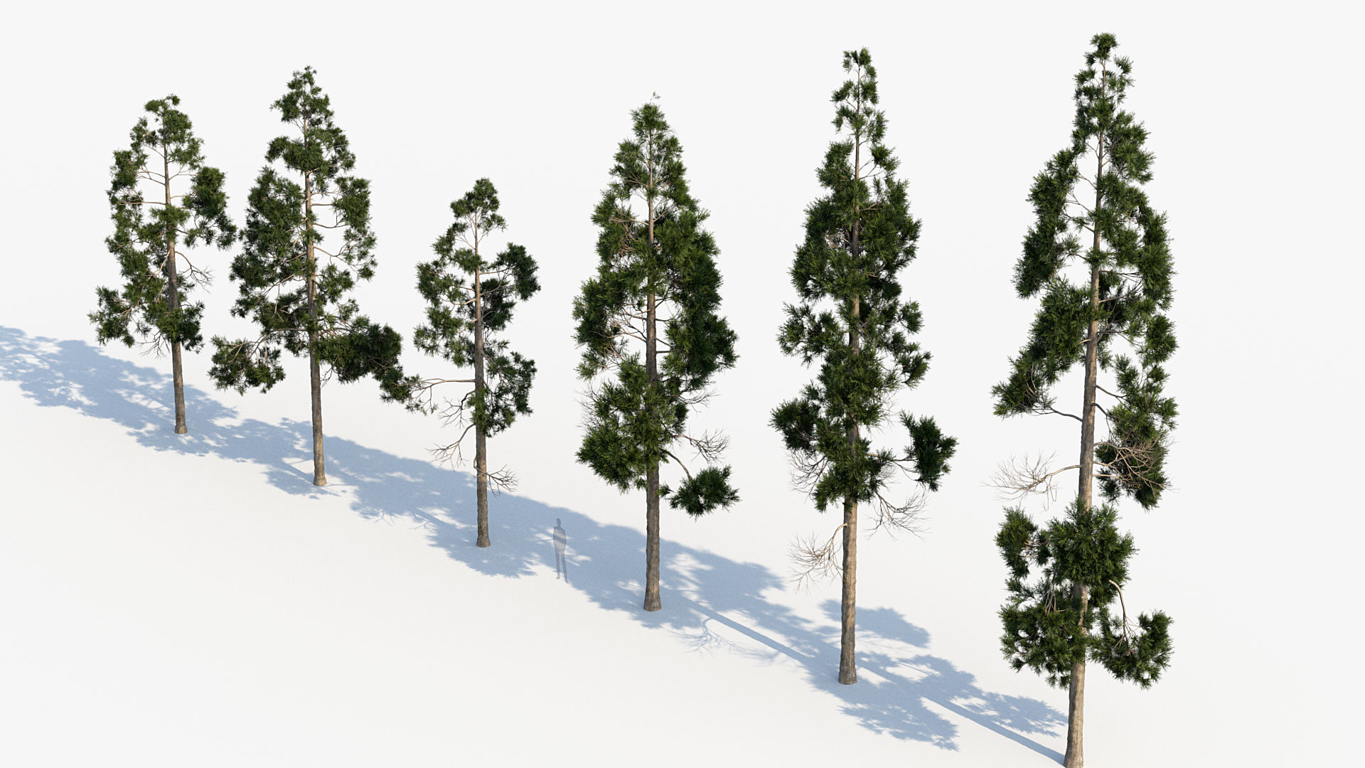 Plant Package 02 Pine 3D model_27
