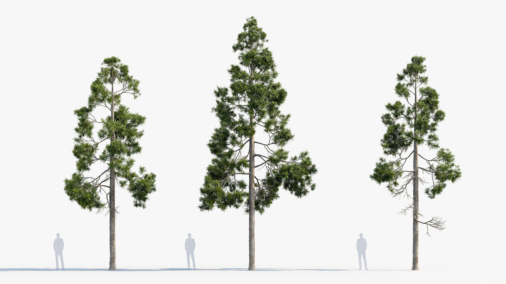 Plant Package 02 Pine 3D model_24