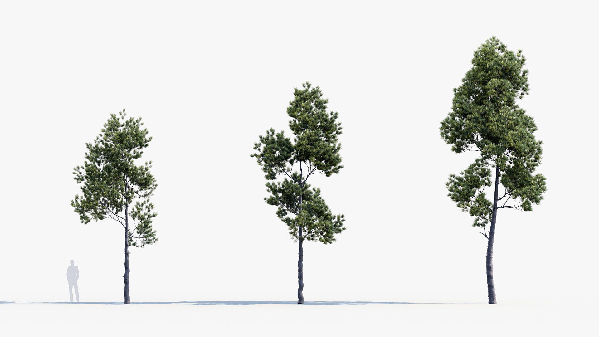 Plant Package 02 Pine 3D model_59